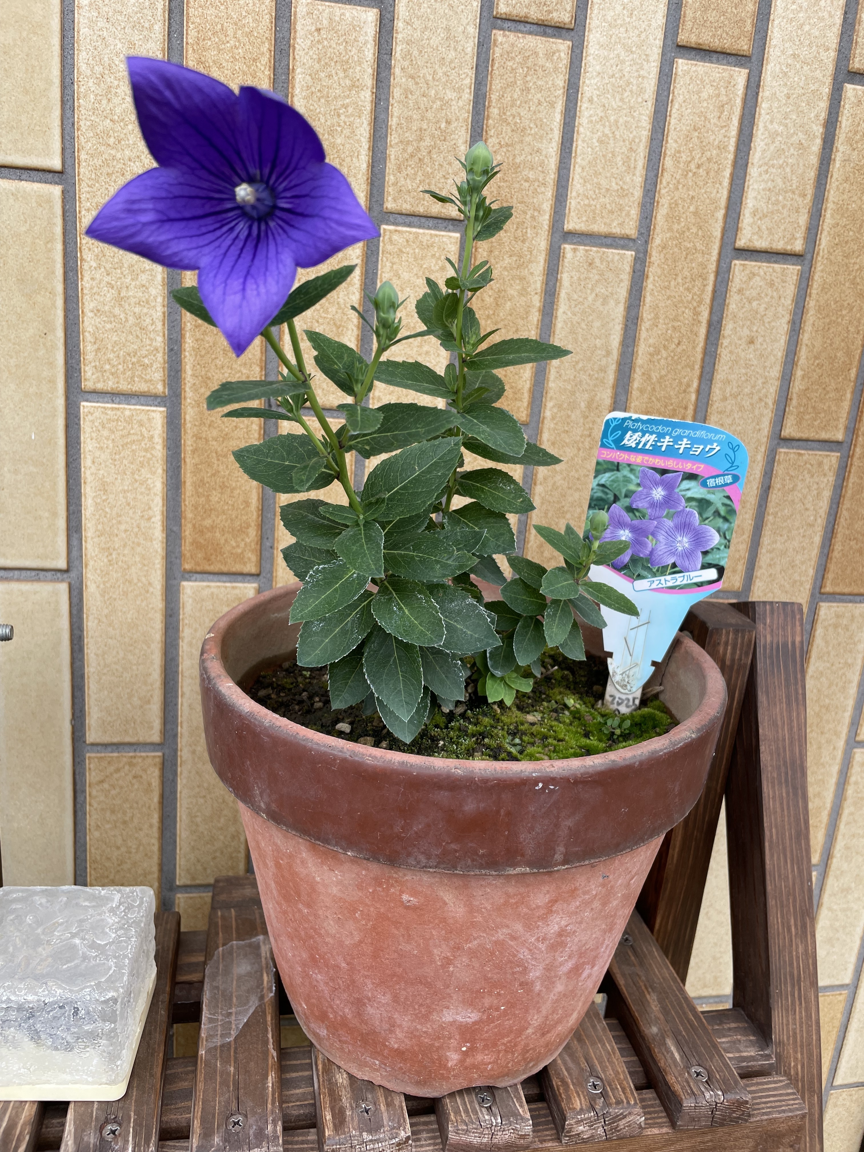 桔梗の花が咲きました。 | CAINZ DIY Square