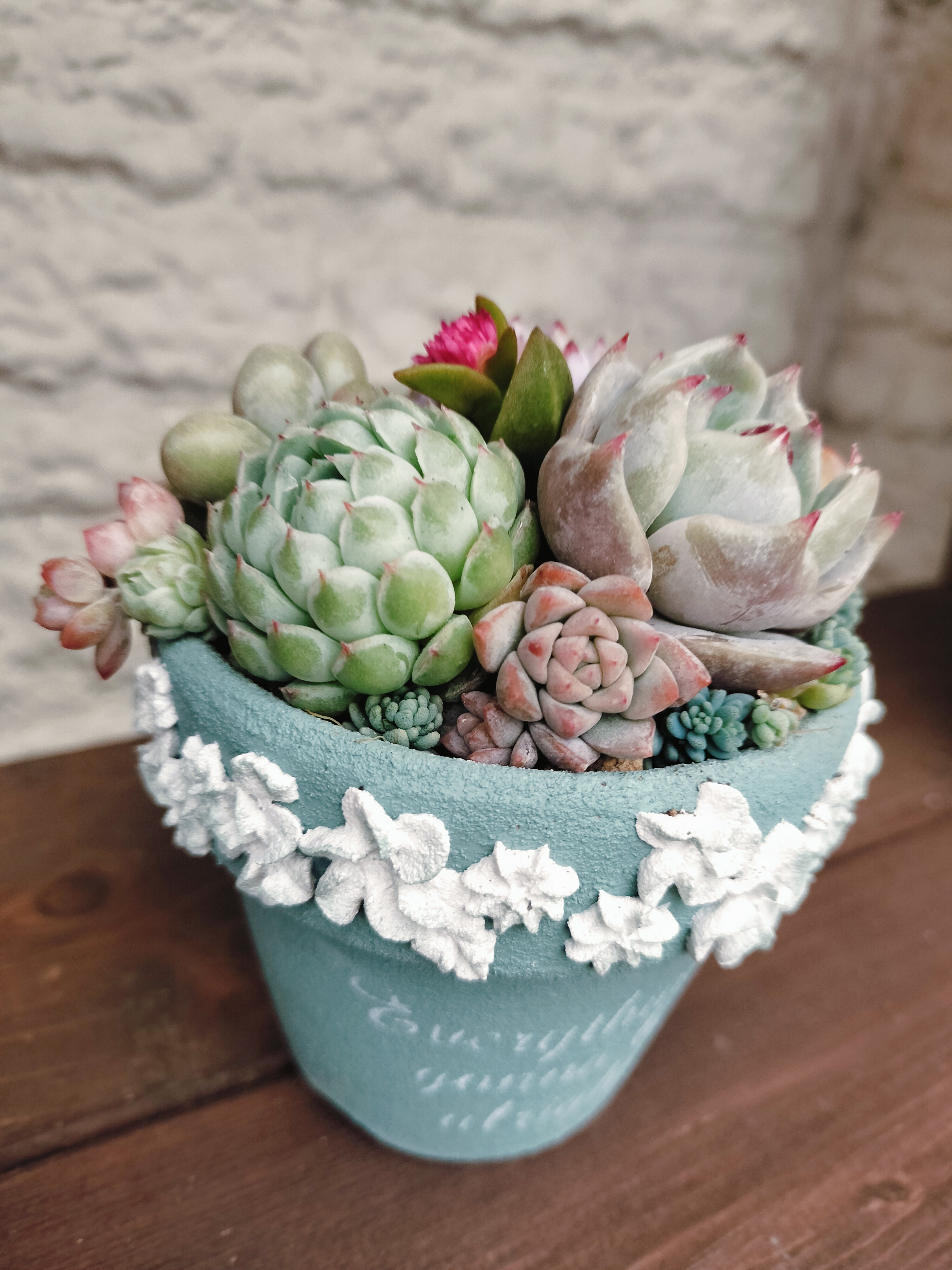 多肉植物 476 [Not just autumn leaves] The many charms of succulents. They