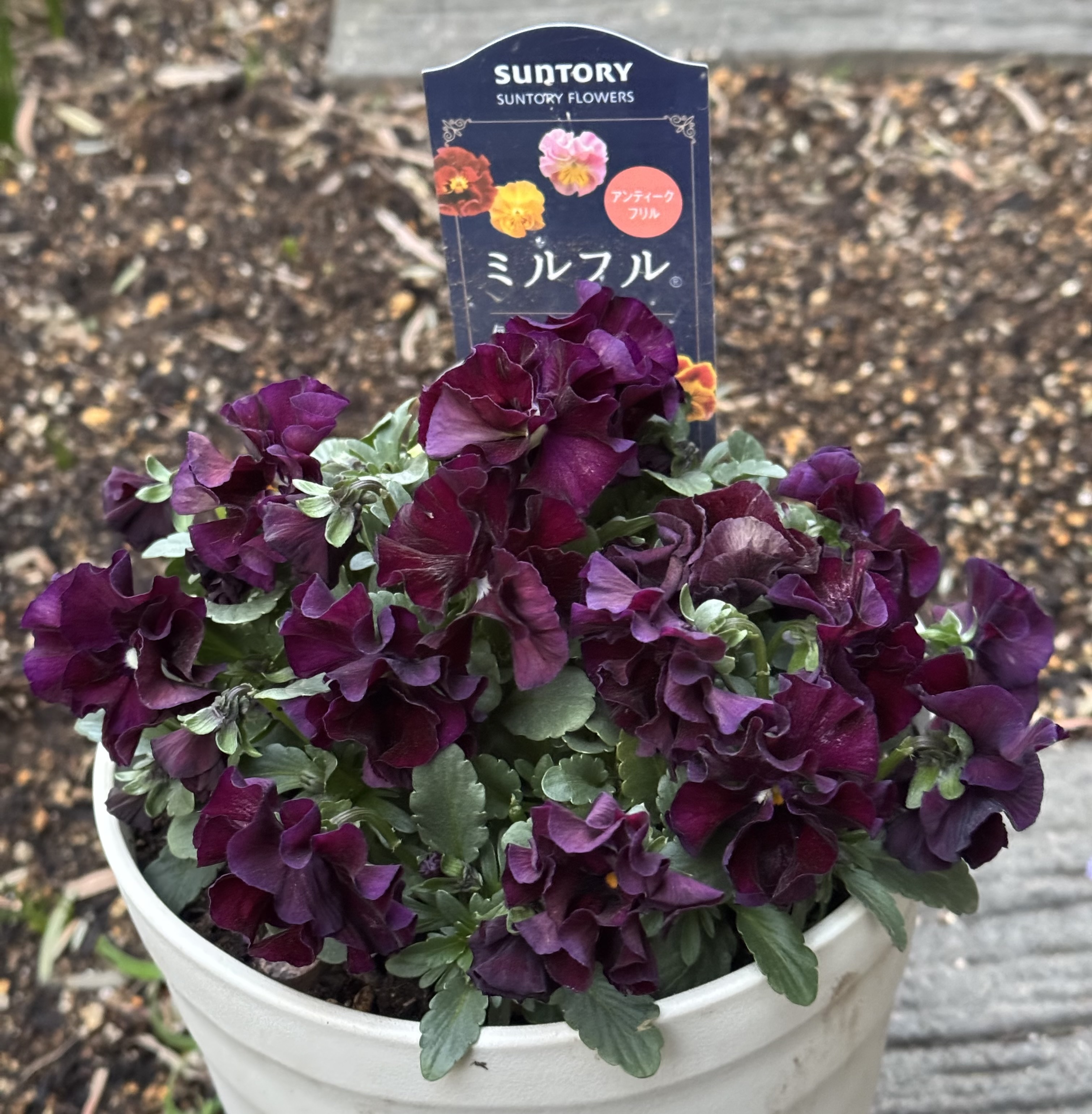 シックなミルフル | SUNSUNガーデン