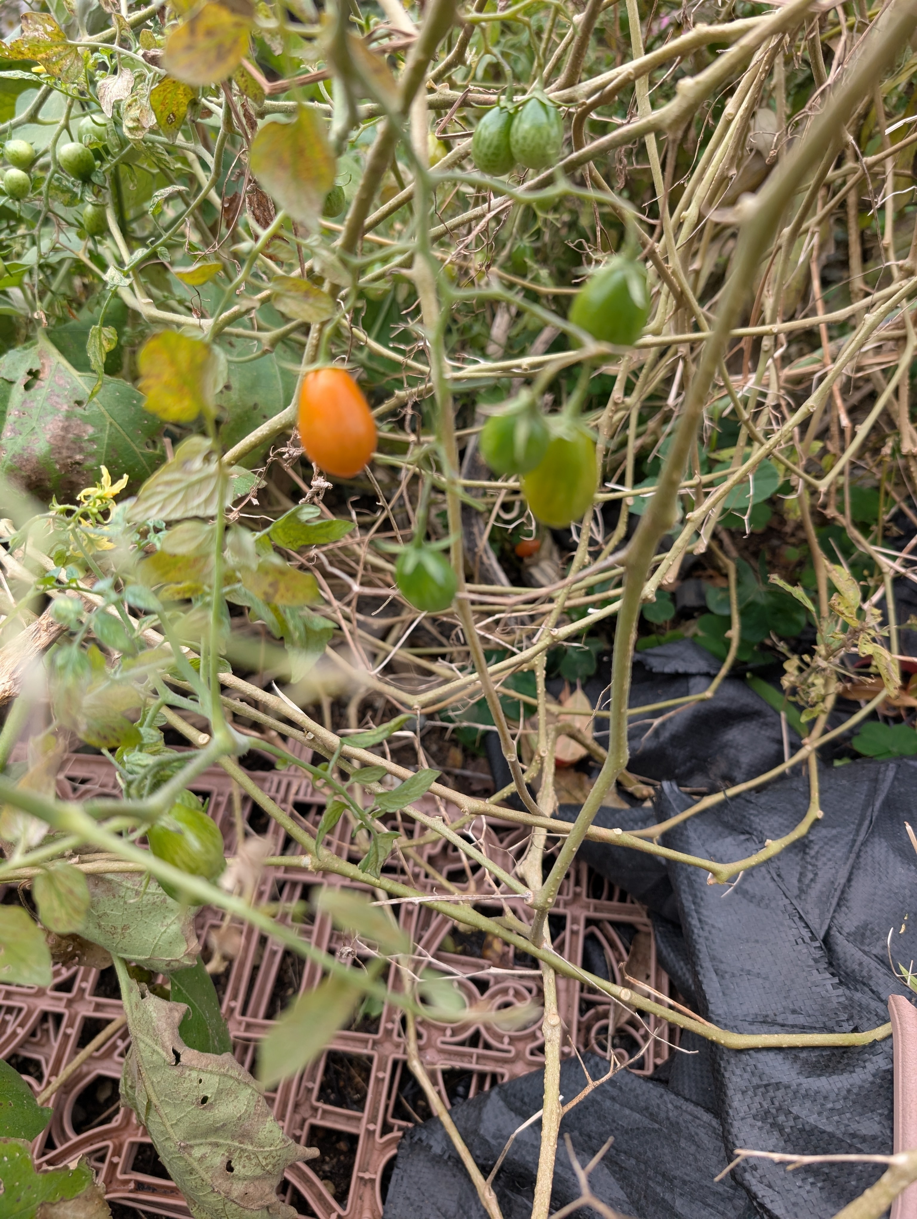 トマト | CAINZ DIY Square