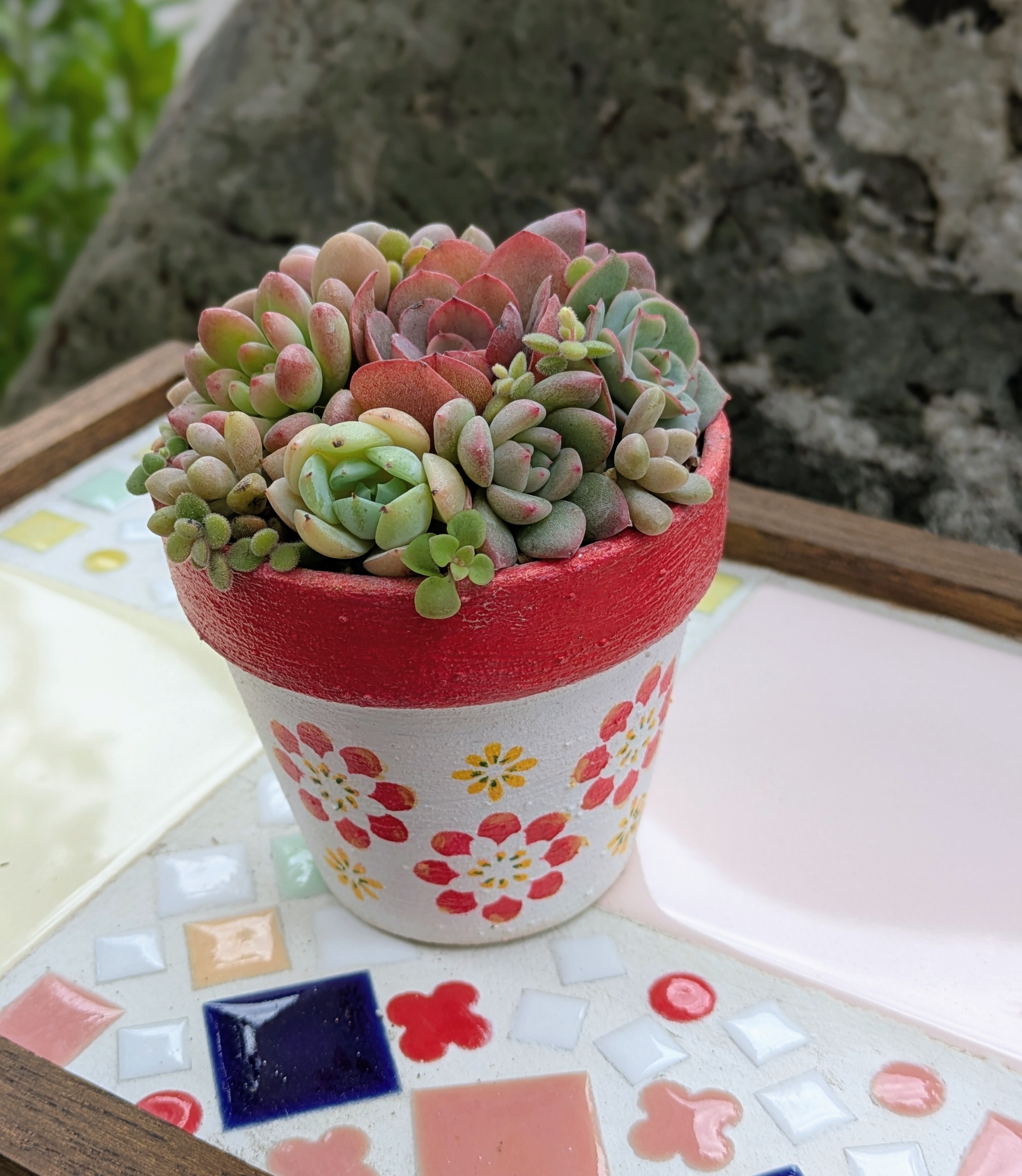 多肉寄せ植え【花柄鉢】 | CAINZ DIY Square