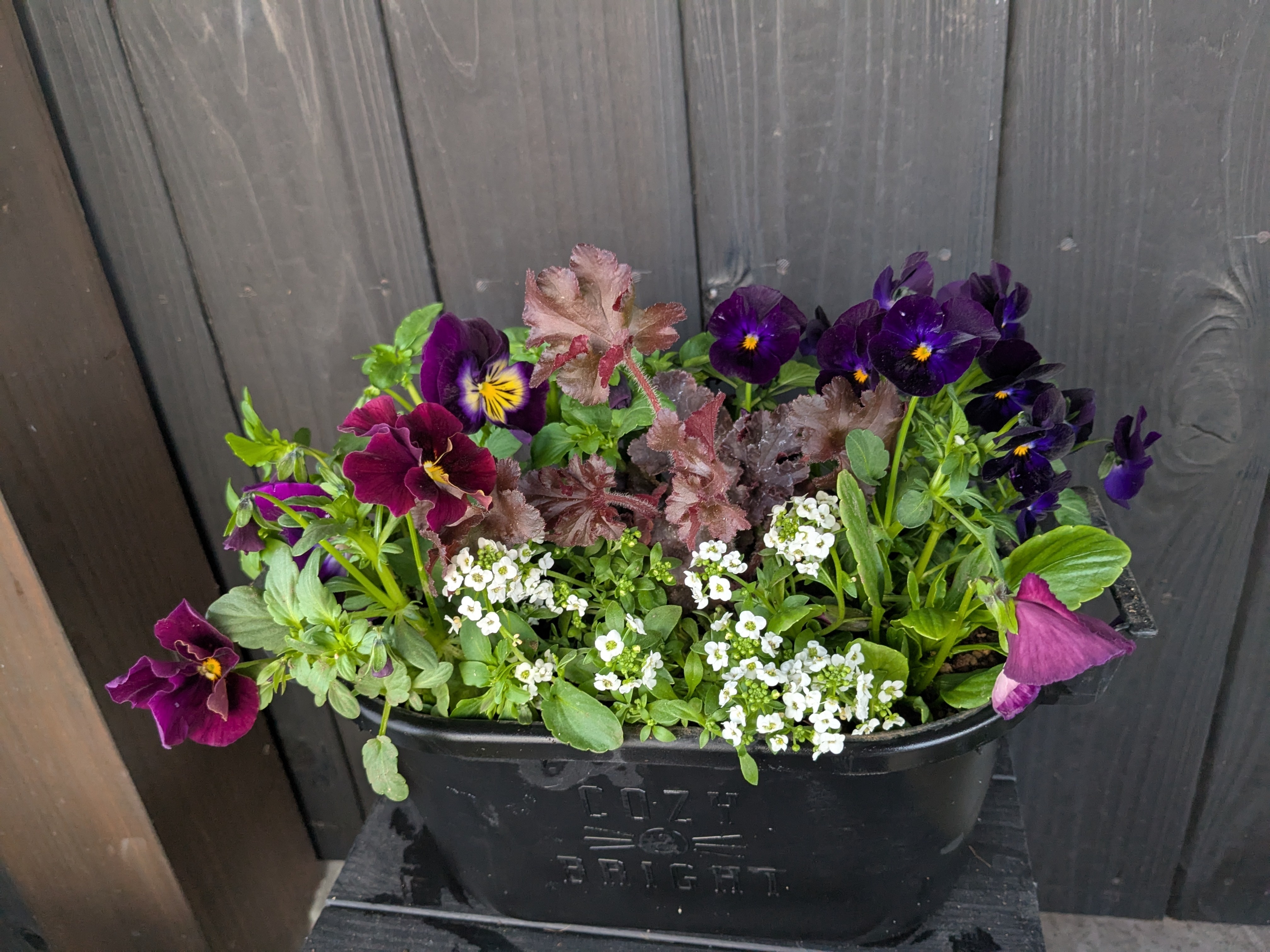 種から育てたパンジー・ビオラの寄せ植え③ | CAINZ DIY Square