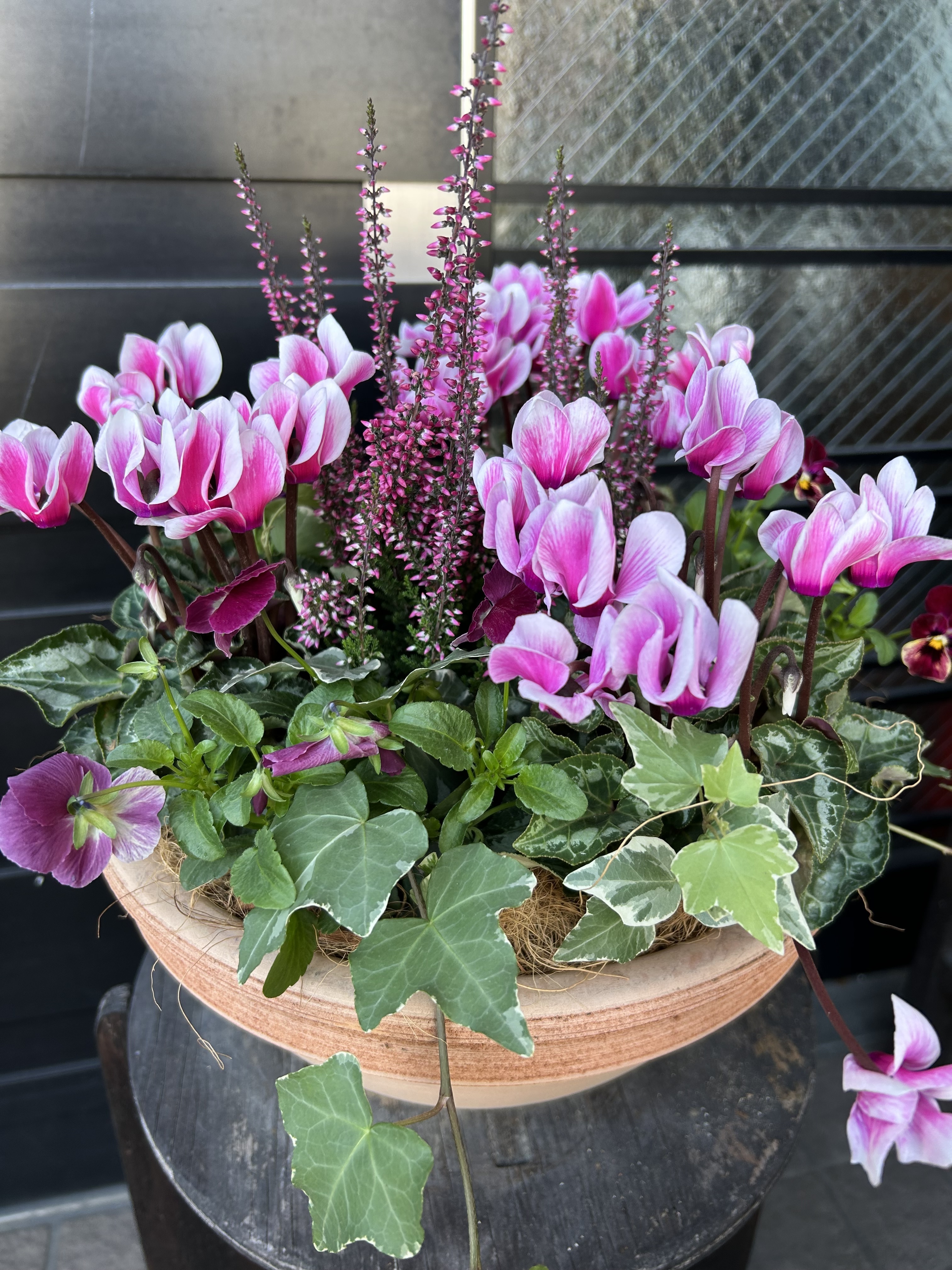 ガーデンシクラメンとビオラの寄せ植え | CAINZ DIY Square