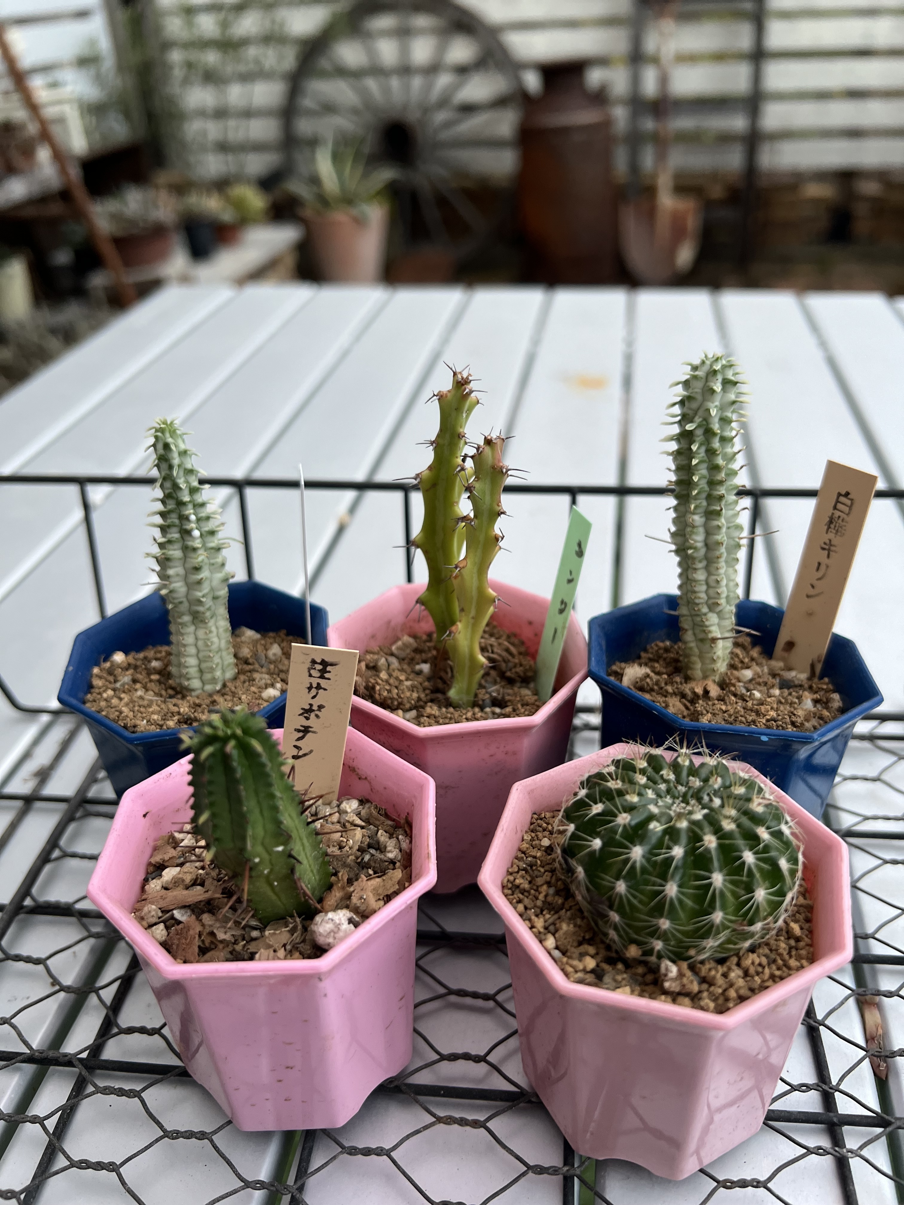 昨日のお迎えサボテン🌵 | CAINZ DIY Square
