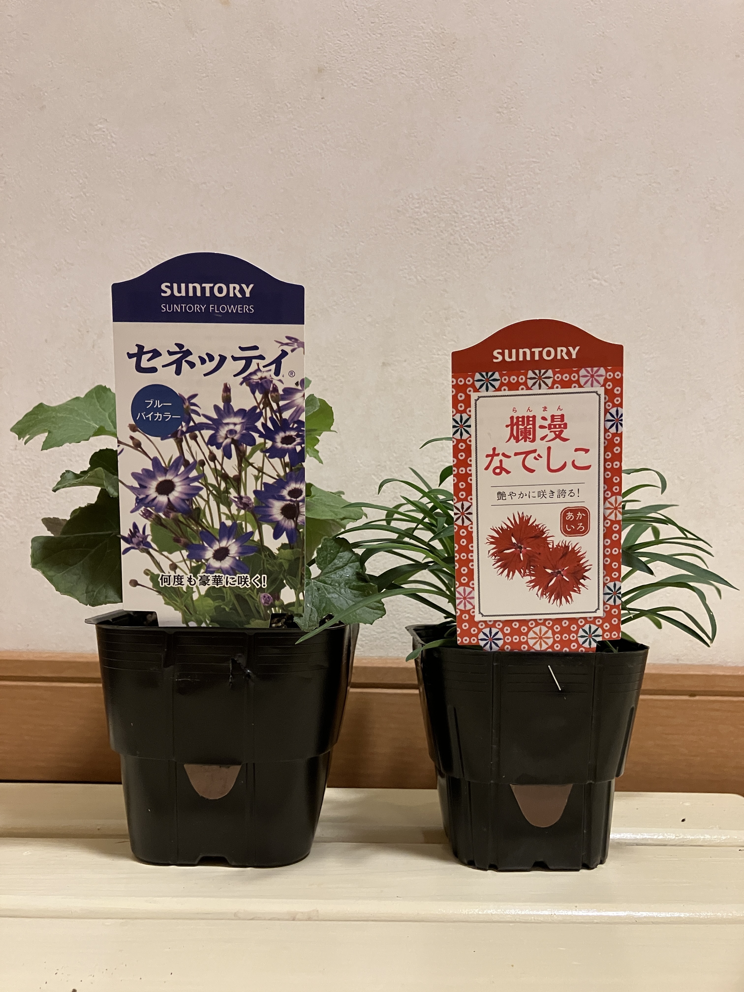 お迎えしました💕 | SUNSUNガーデン