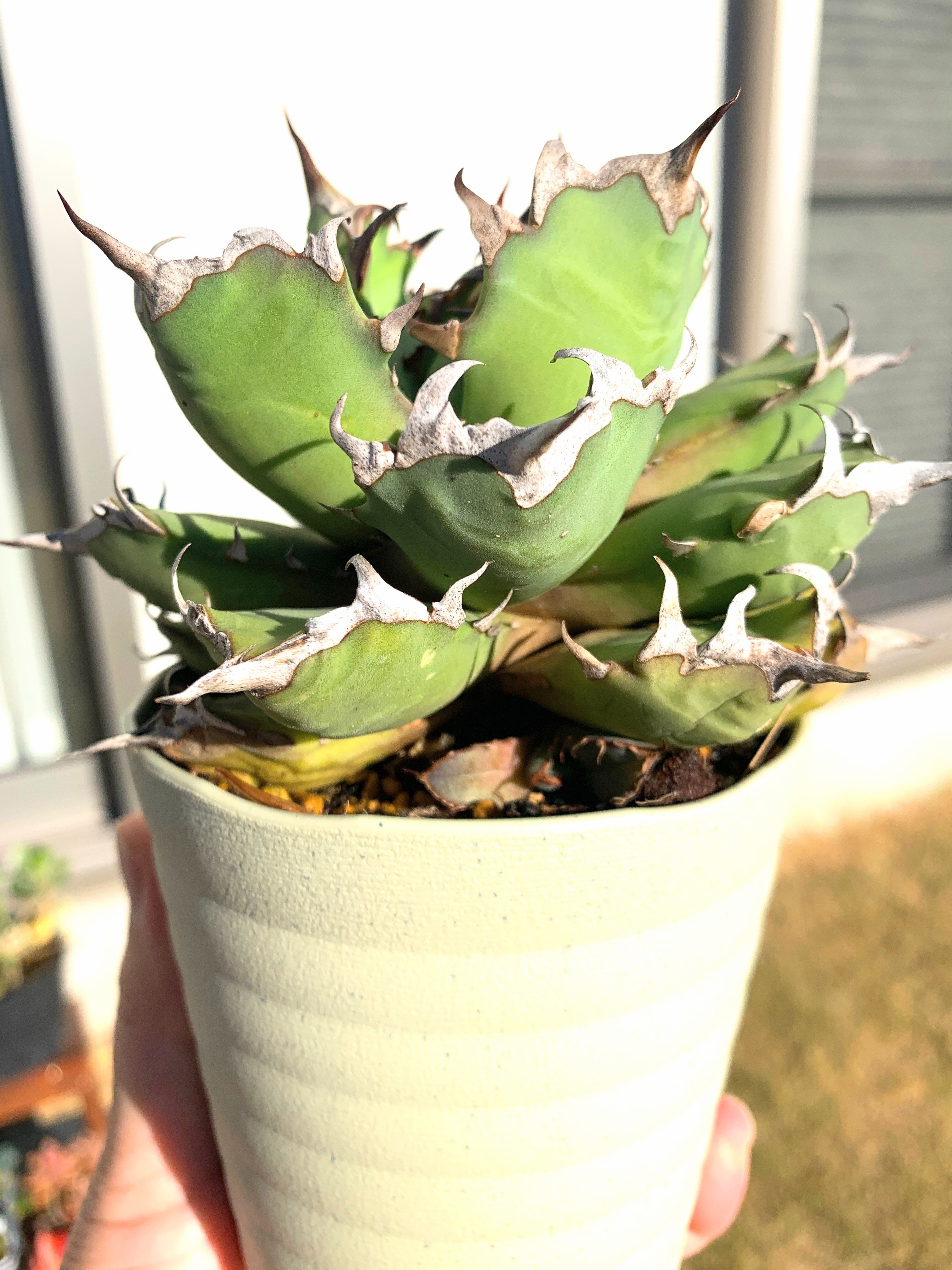 アガベ | CAINZ DIY Square