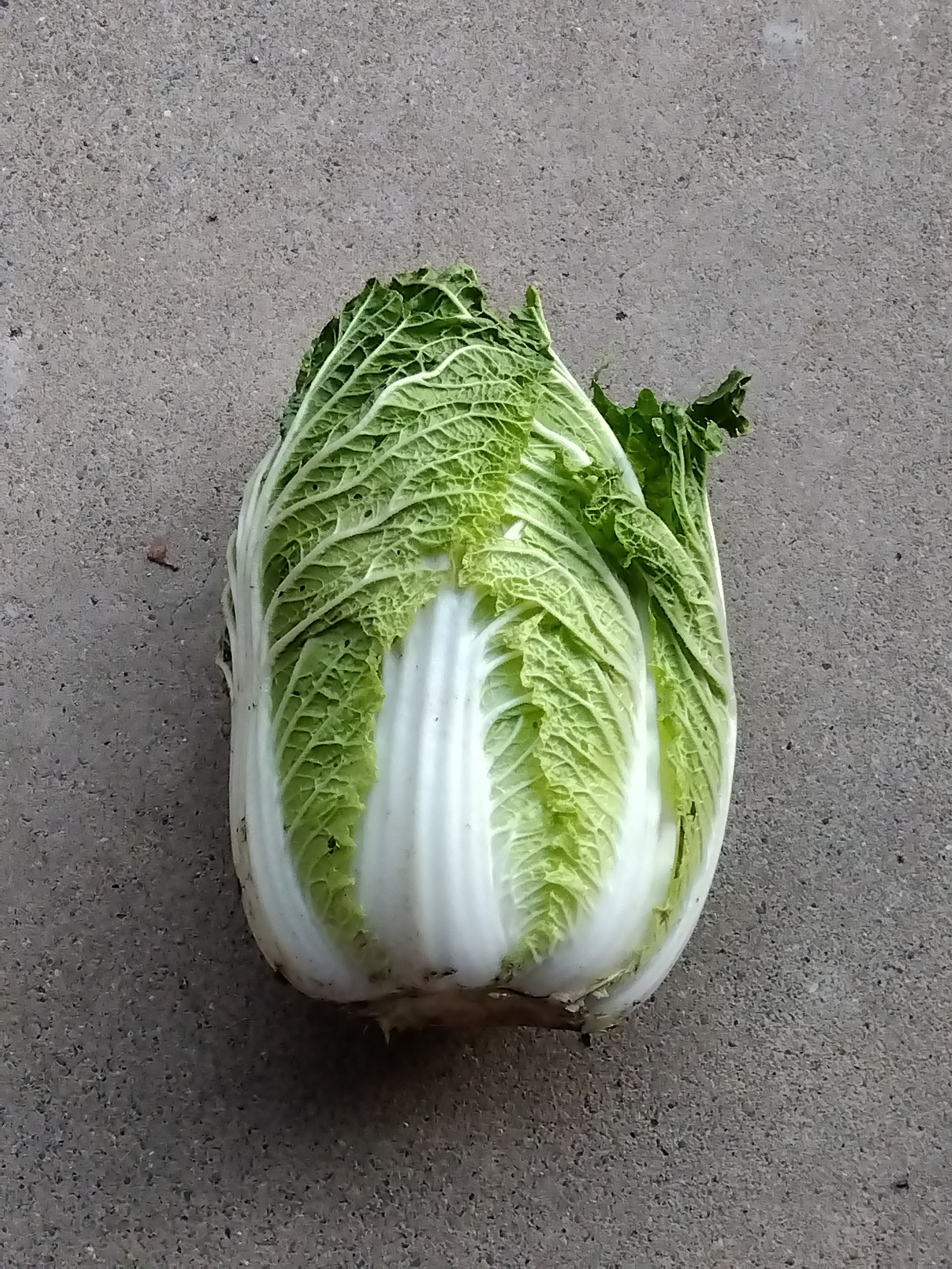 白菜 白菜の初収穫 | CAINZ DIY Square