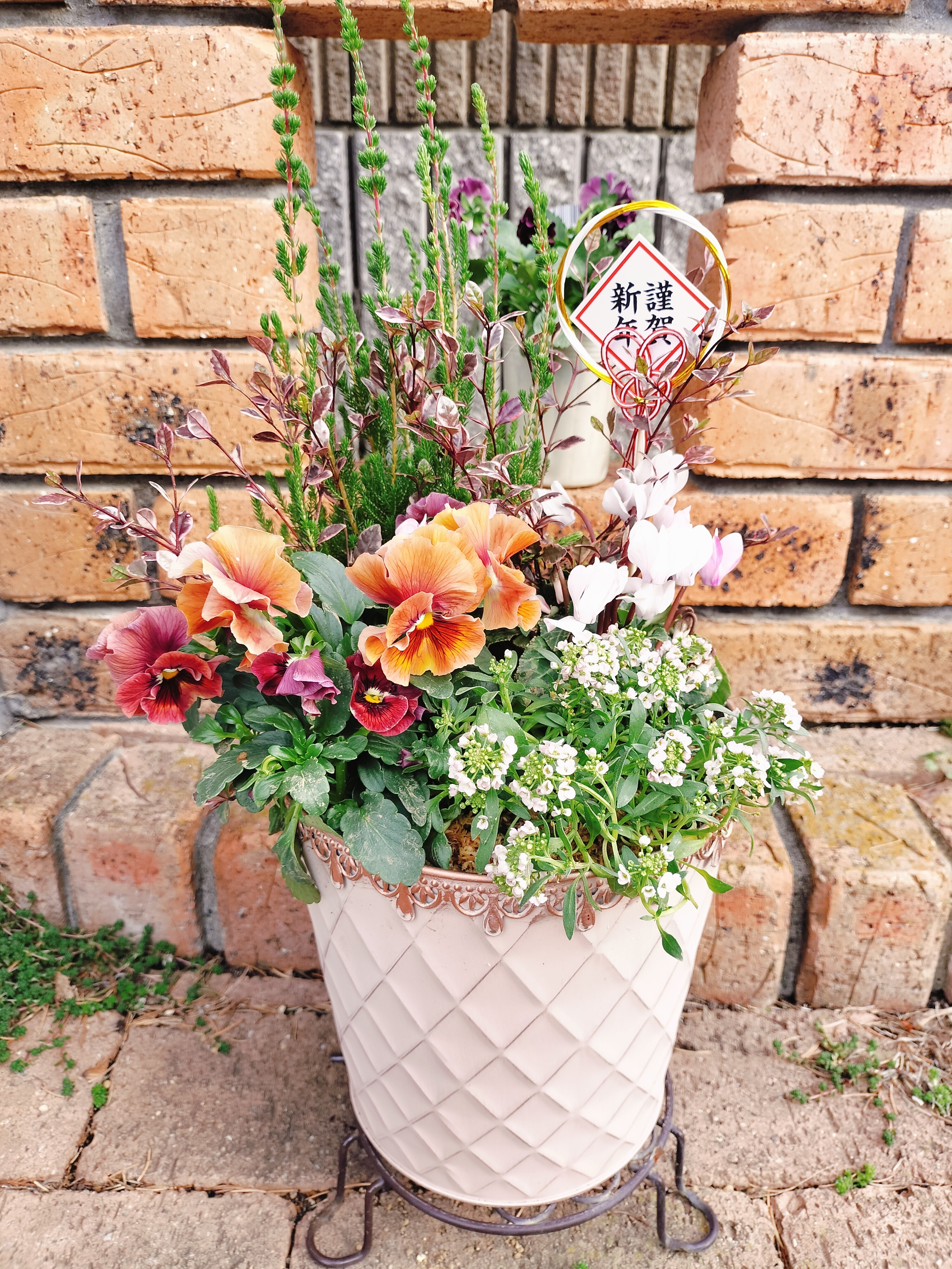 新春寄せ植え | CAINZ DIY Square