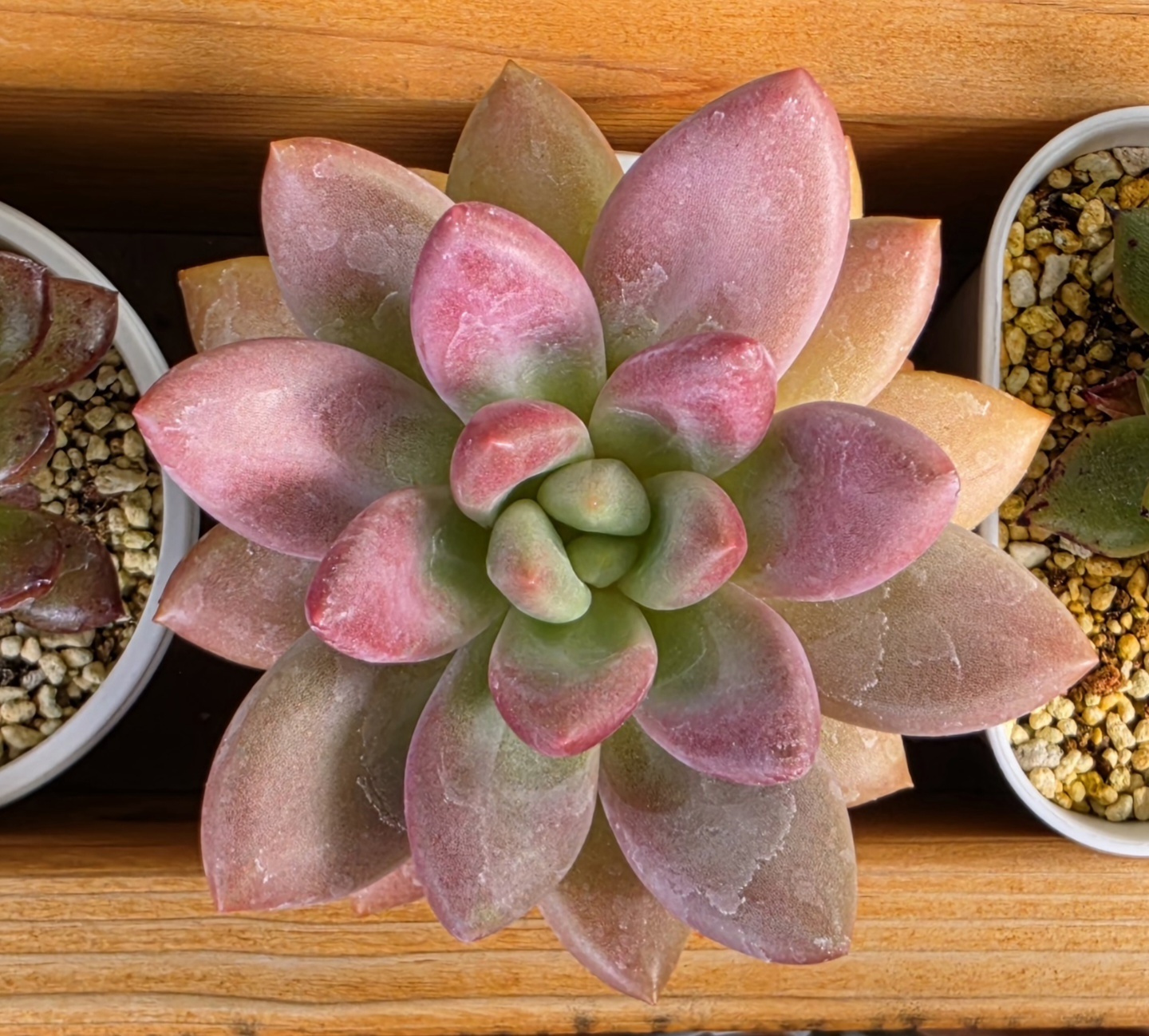 多肉植物のその後_多肉植物の仕立て直し⑨ピン | CAINZ DIY Square