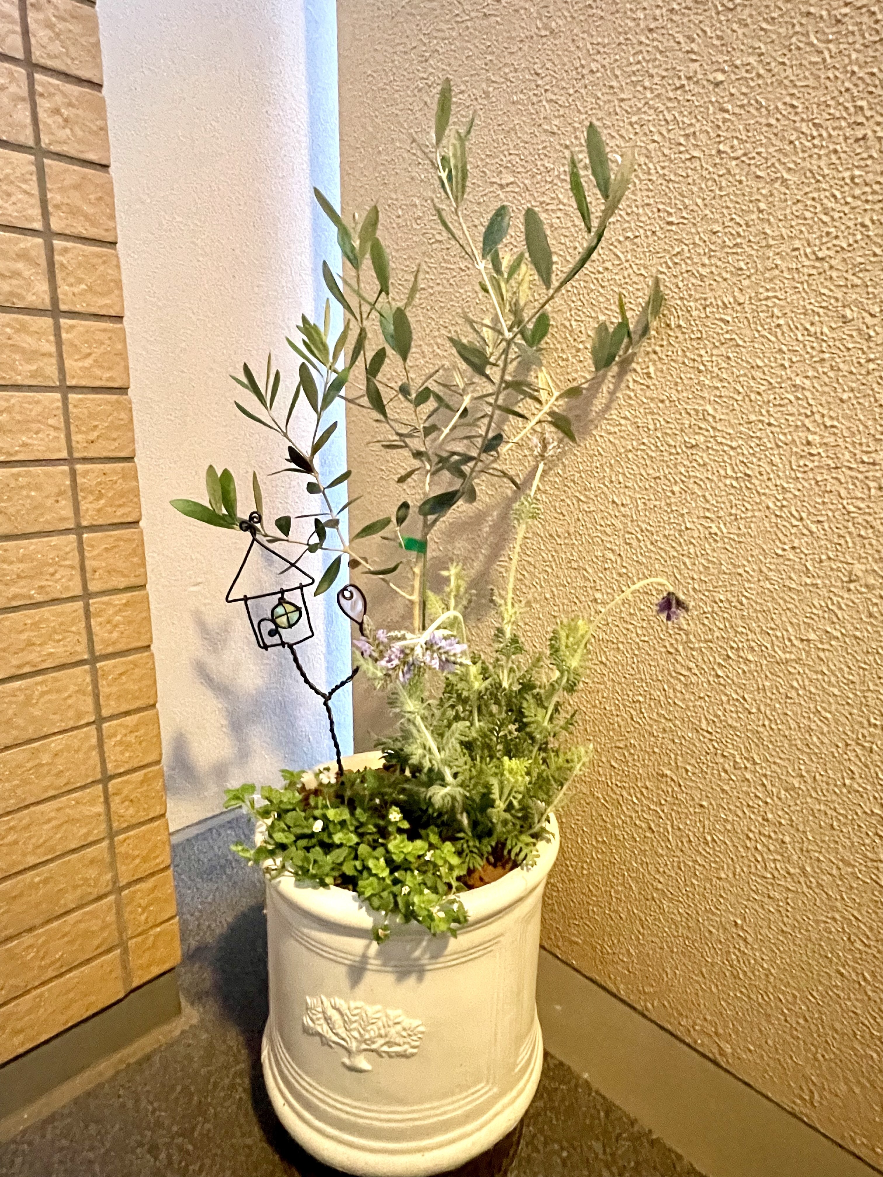 シンボルツリーの寄せ植え | CAINZ DIY Square