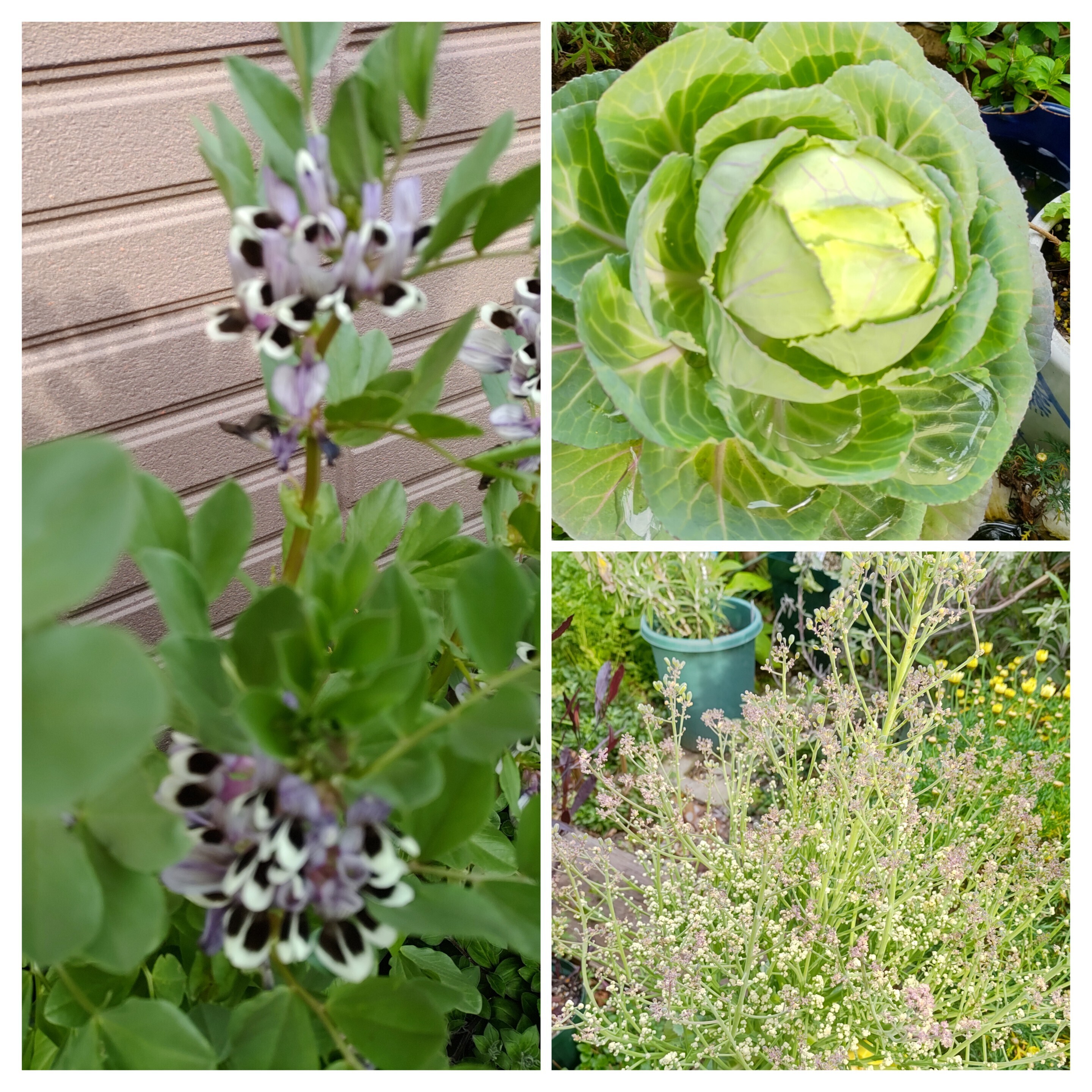 野菜の花たち | CAINZ DIY Square