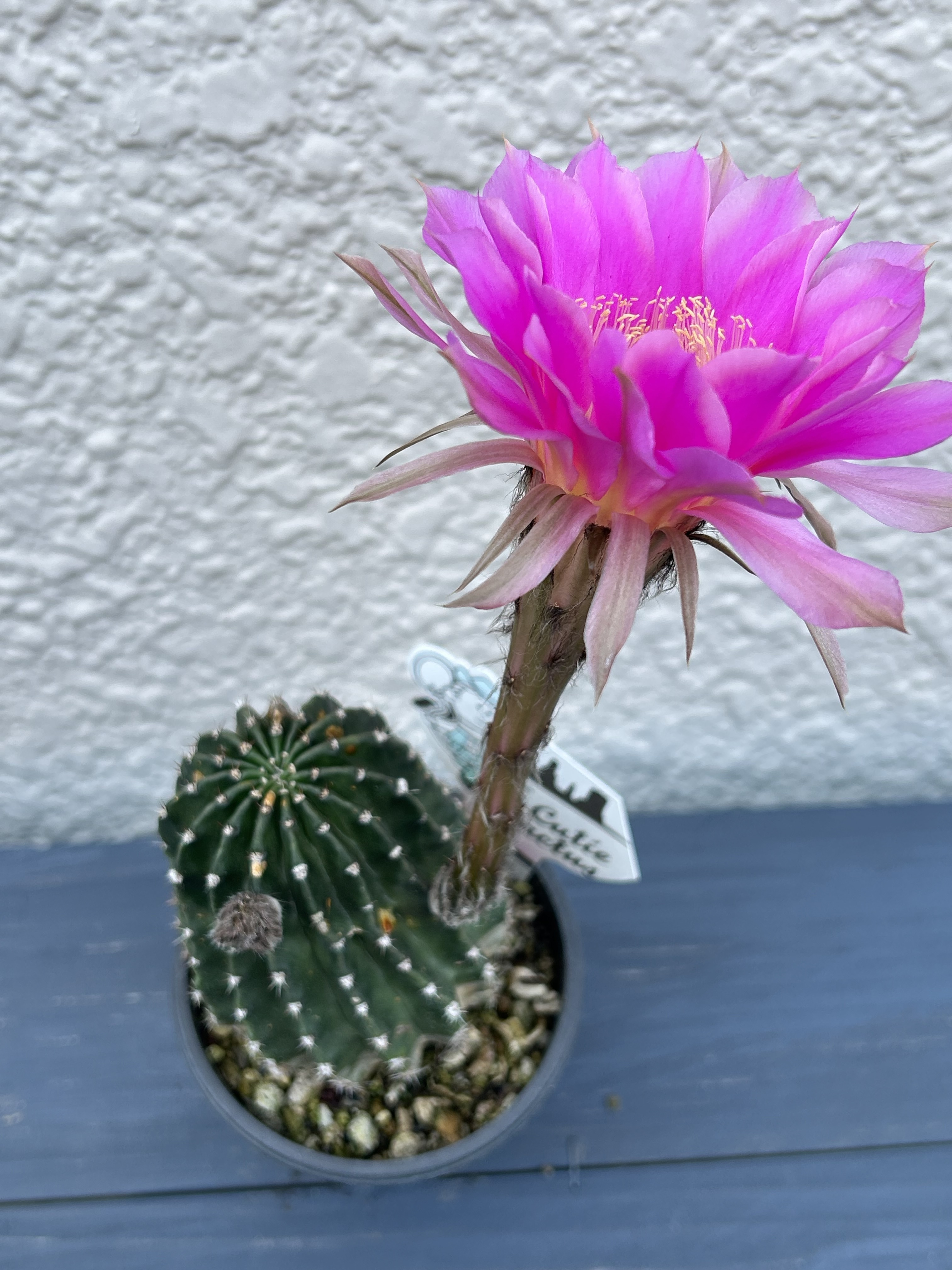 花サボテン 初めて咲いたサボテンの花 | CAINZ DIY Square