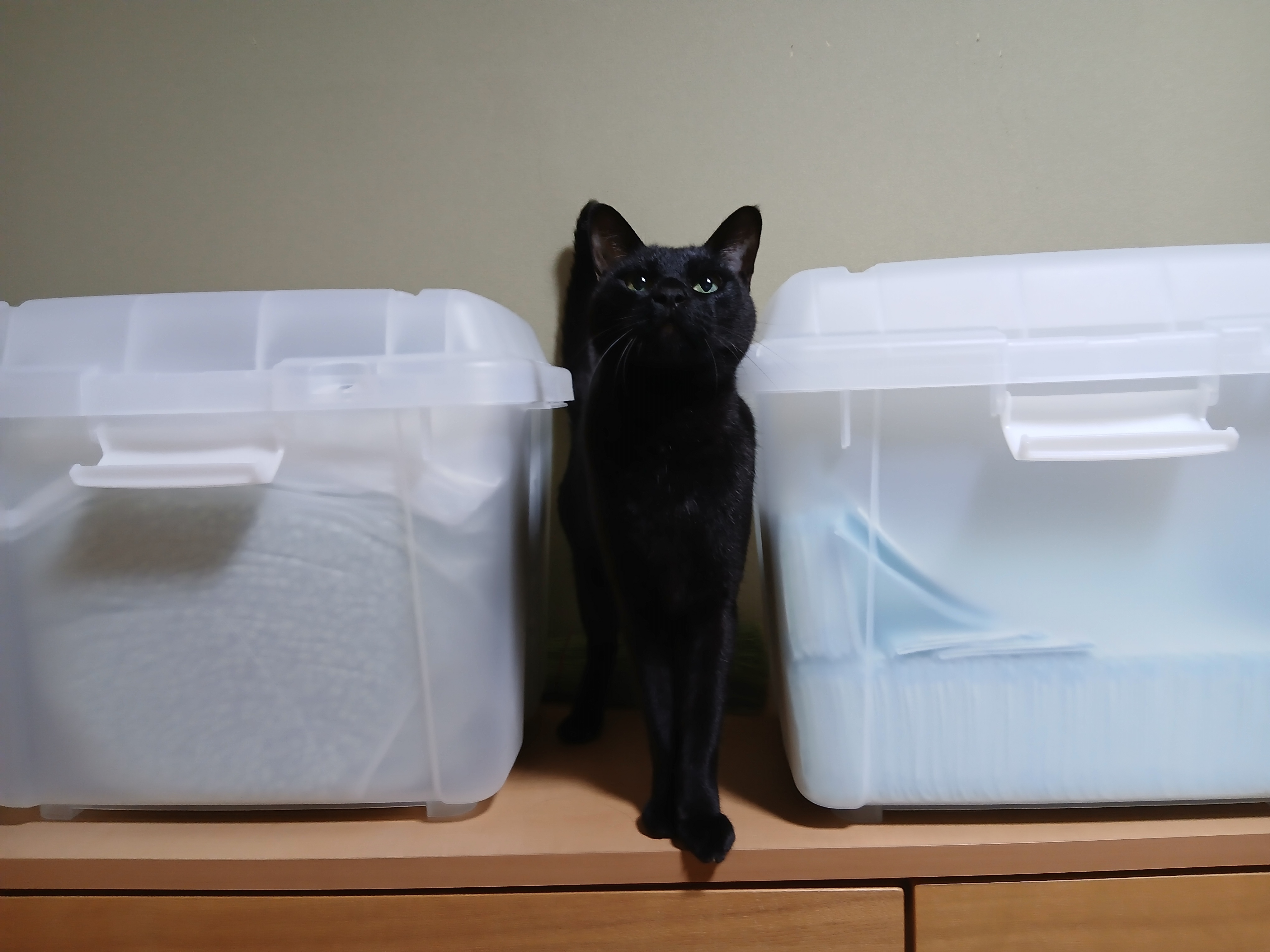 重っ　無理　定期買いしよ