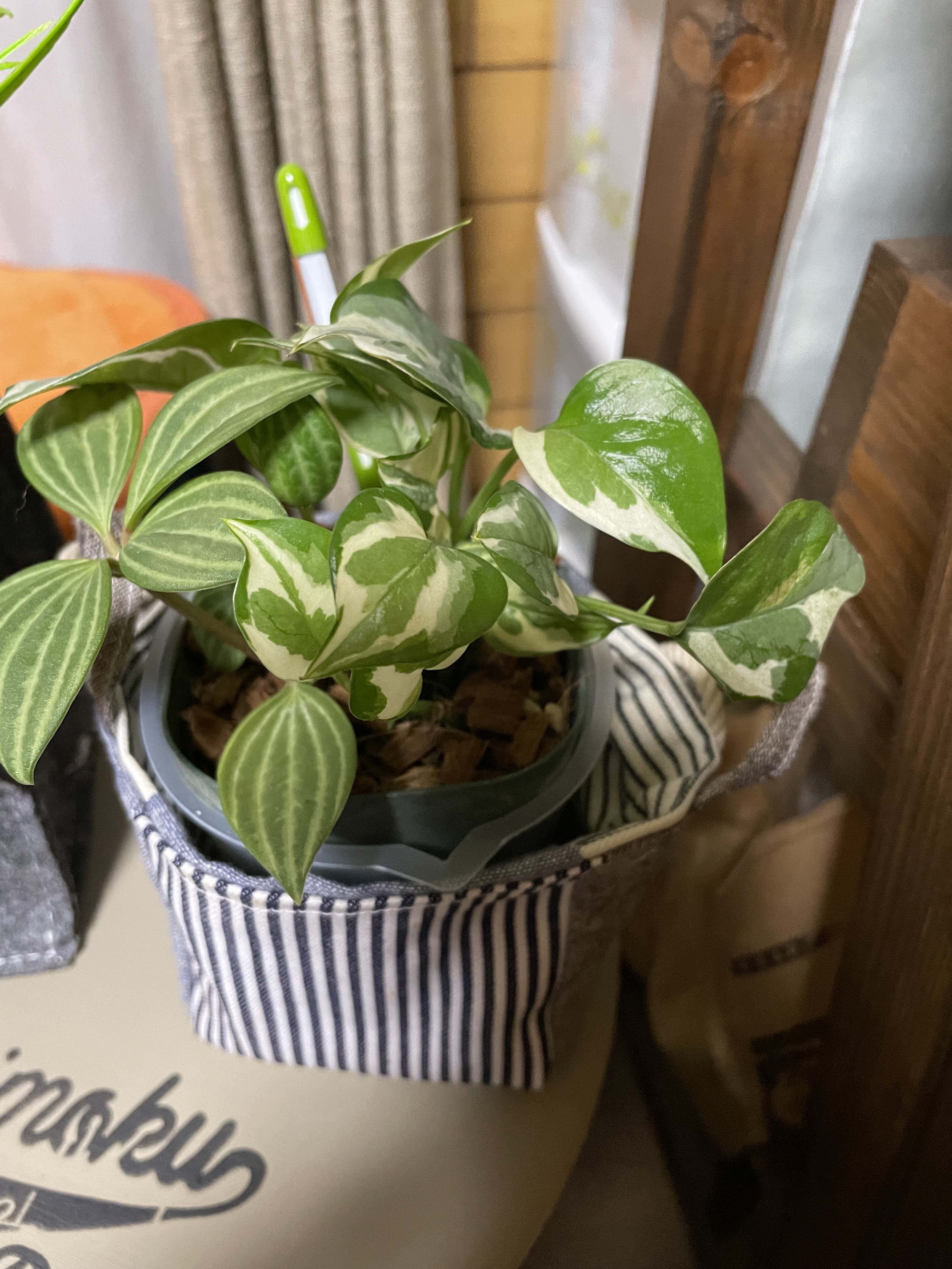 モカポトスページ ポトス？ | CAINZ DIY Square