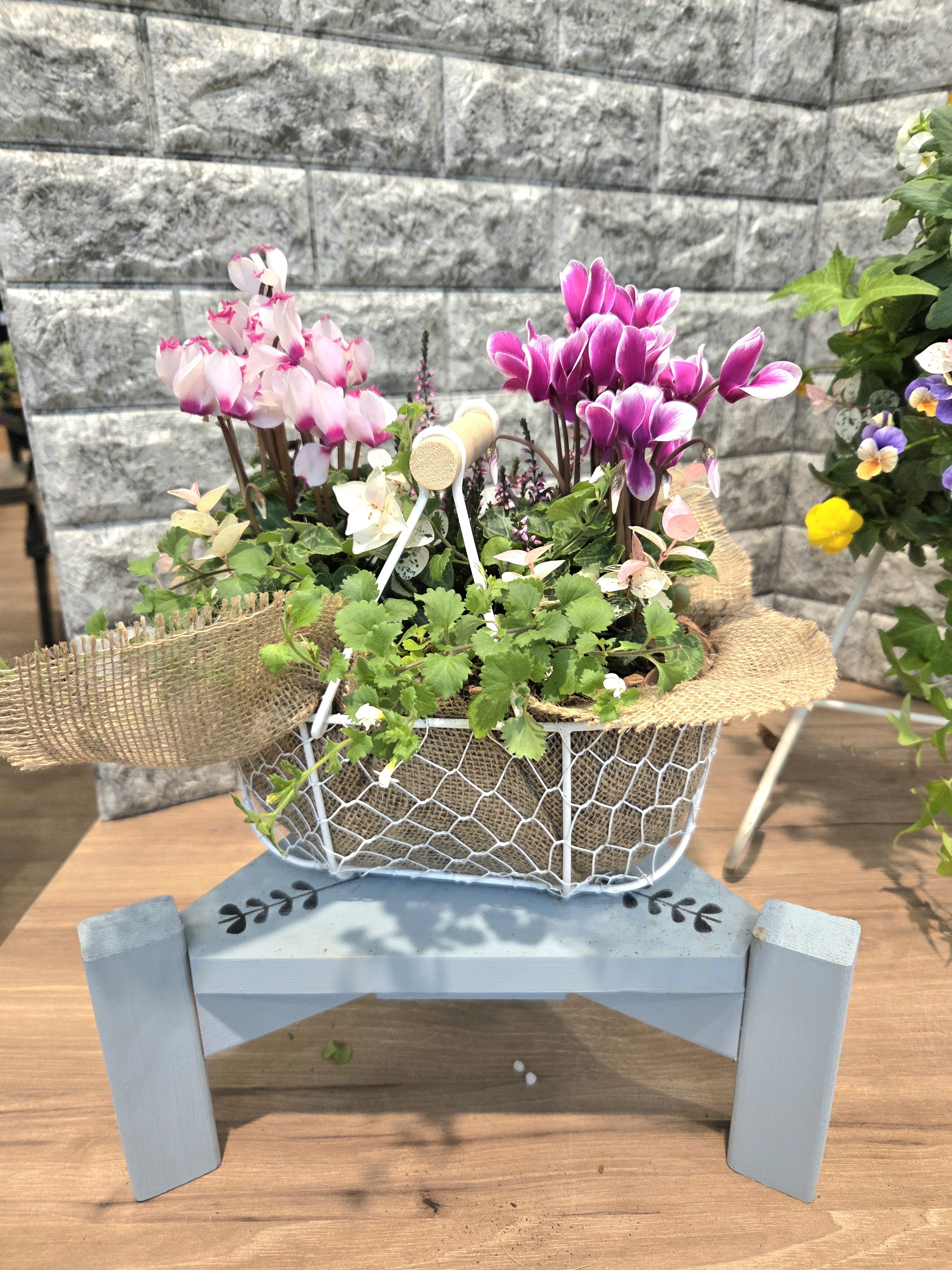 ガーデンシクラメンの寄せ植え🧺 | CAINZ DIY Square