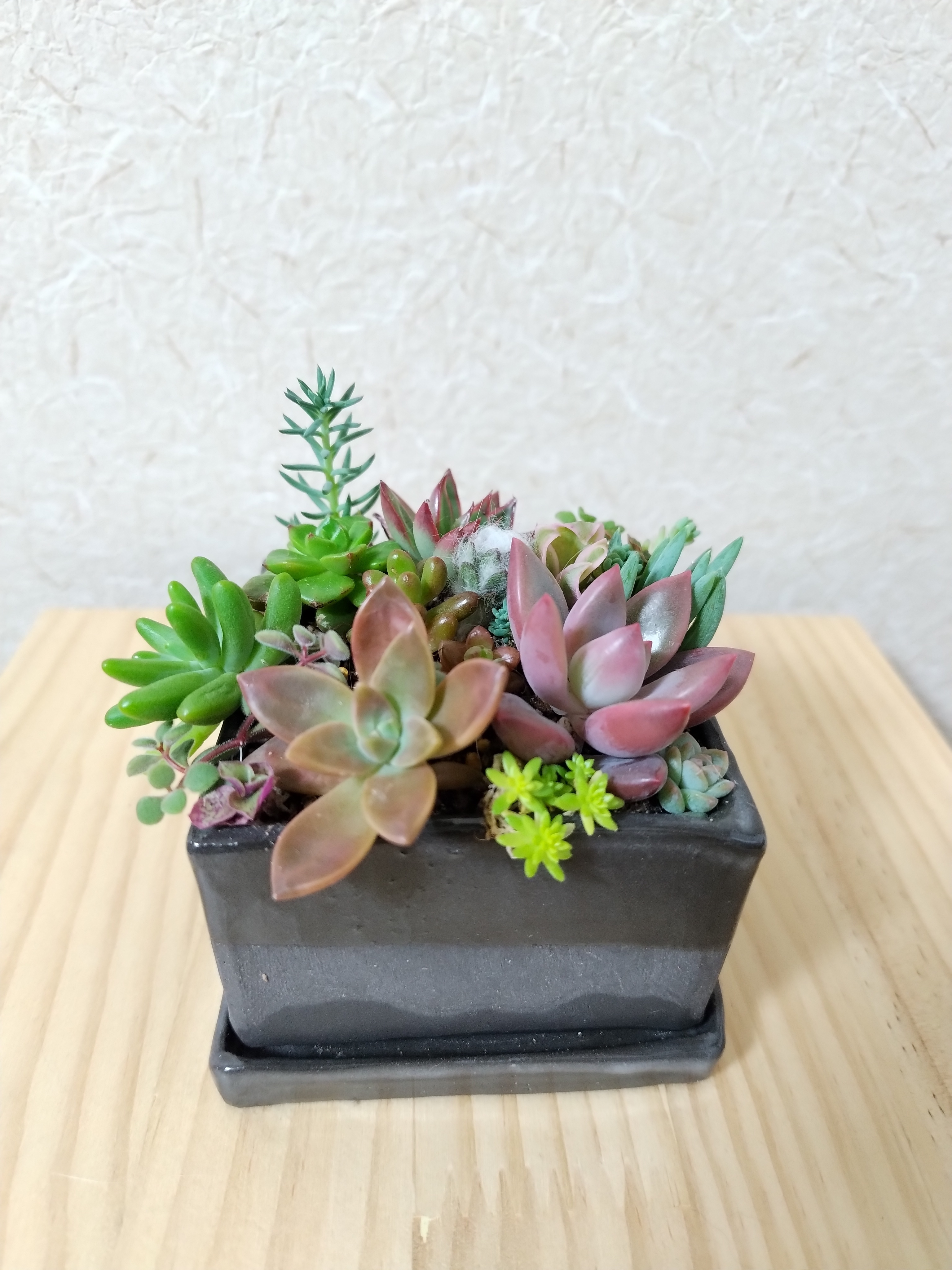 コメント専用です！多肉植物の寄せ植え◡̈⃝︎ コメント専用です！多肉