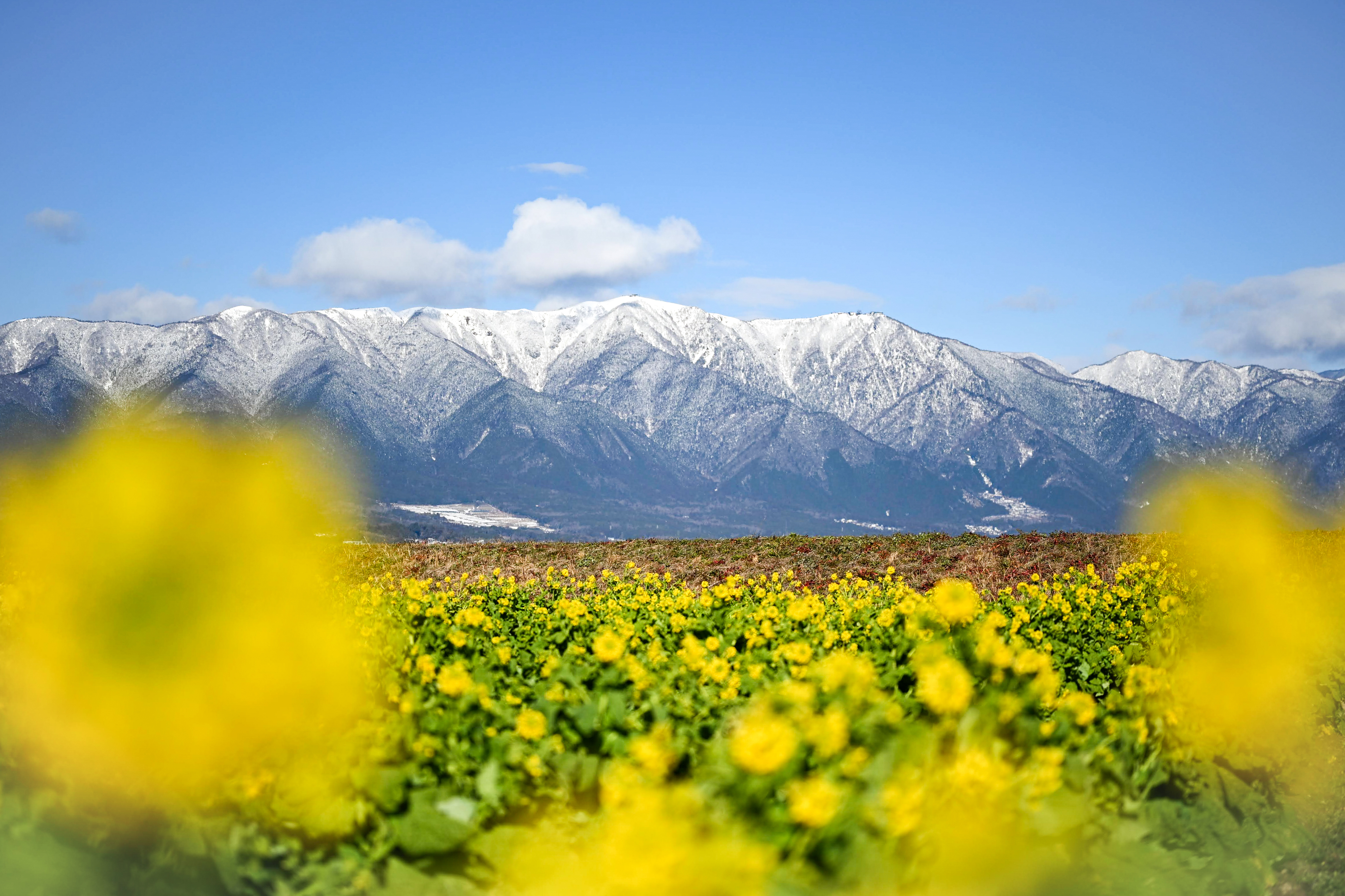 雪山と菜の花 | PHOTO HUB by nikkor club