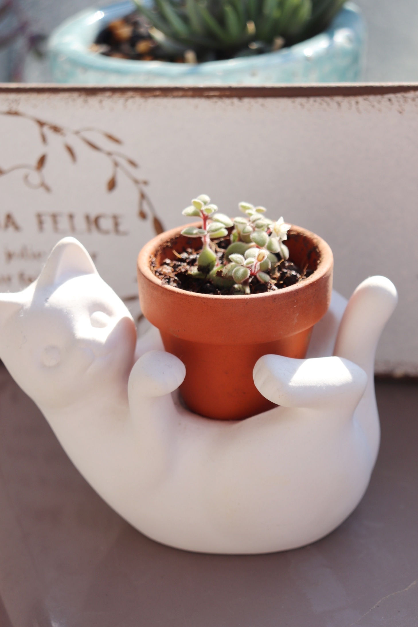 ブロウメアナを増やしたい🌱 | CAINZ DIY Square