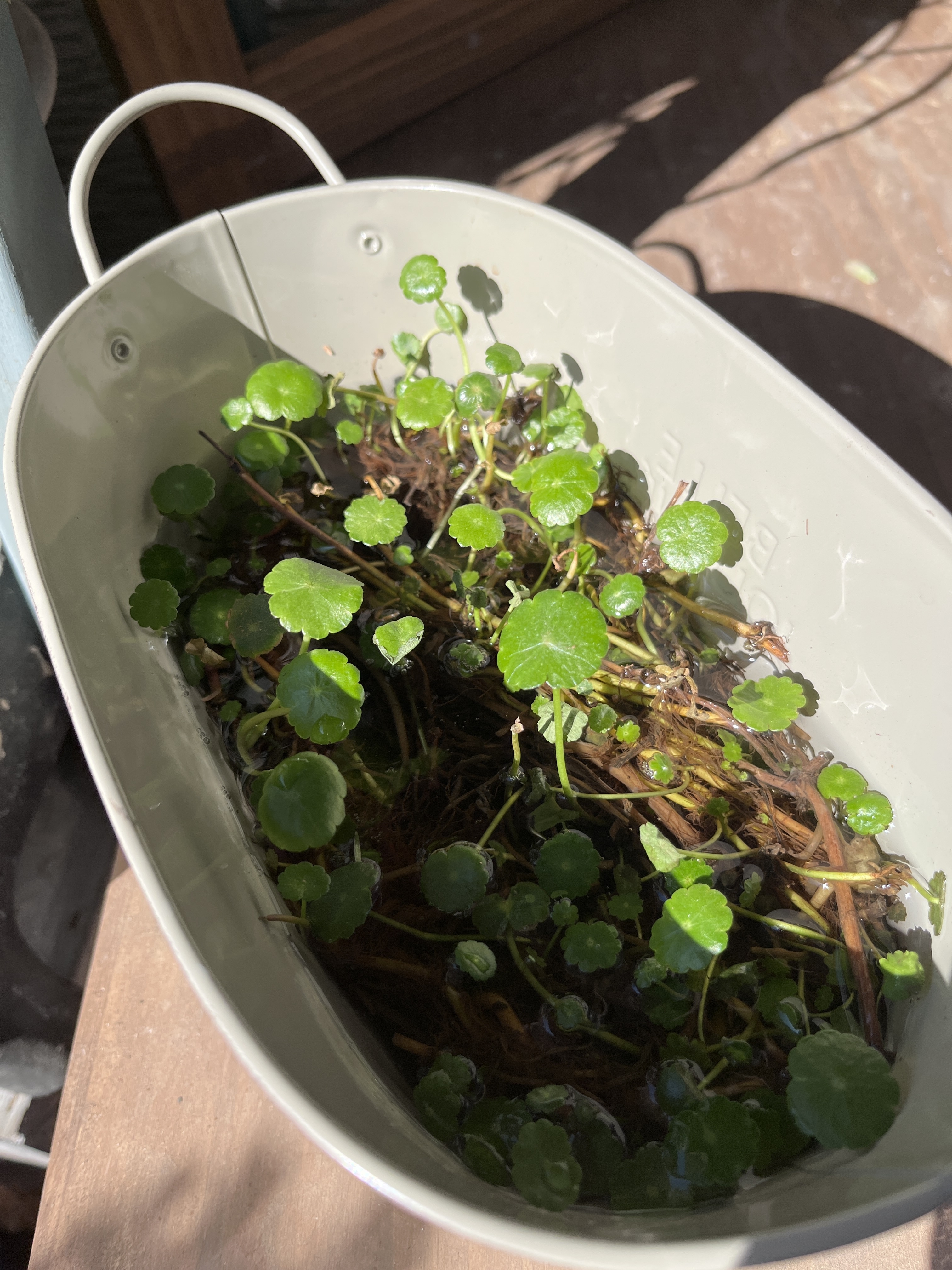 ウォーターマッシュルーム ウォーターマッシュルーム🌱‪ | CAINZ DIY Square‬