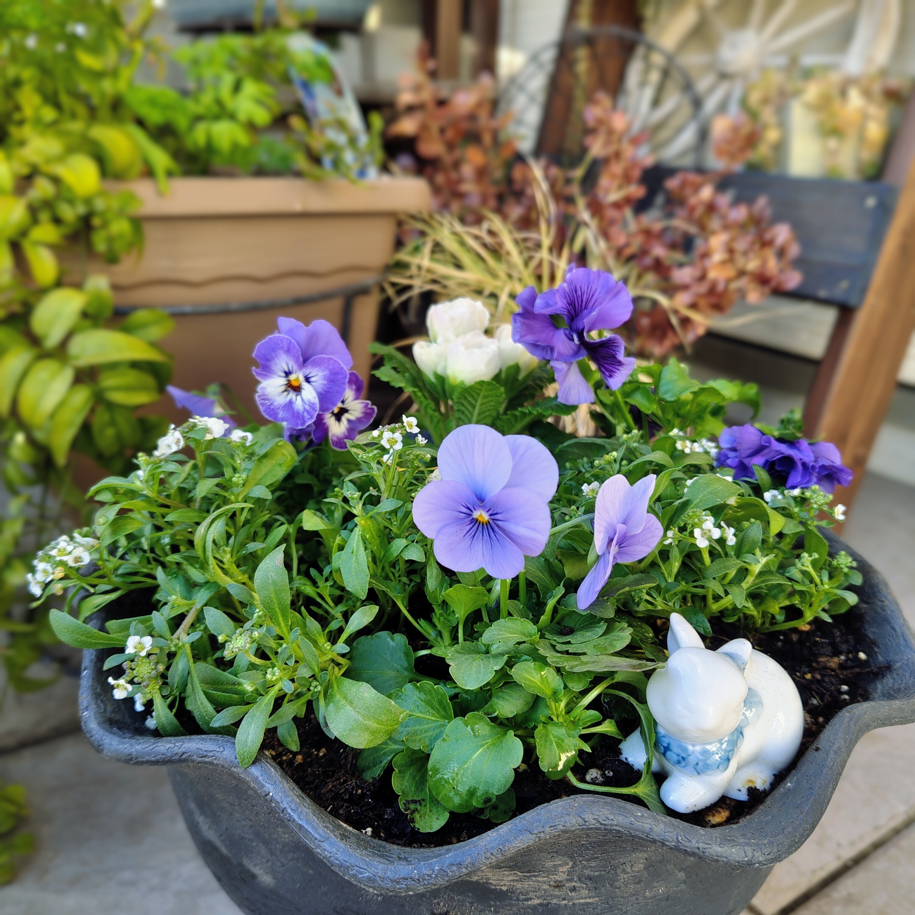ブルー＆ホワイトの香りたっぷりの寄せ植え　大 涼を感じる夏の小花 ホワイト＆ブルーの寄せ植え | LOVEGREEN(ラブ