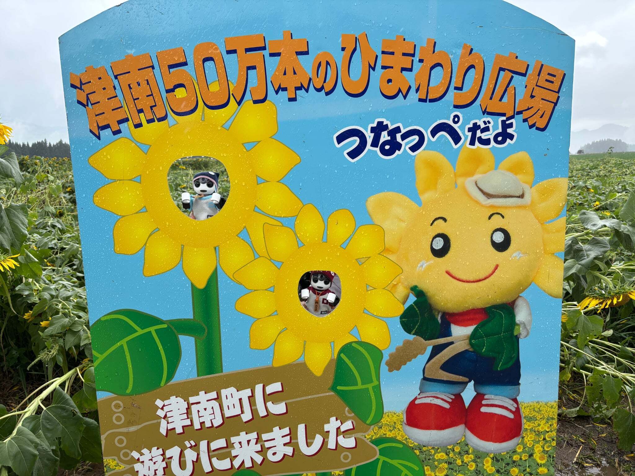 かぐらんちな　ロボホン　ひまわりタンク二着 津南町のひまわり広場 2025夏🌻 | ロボホンともだち広場