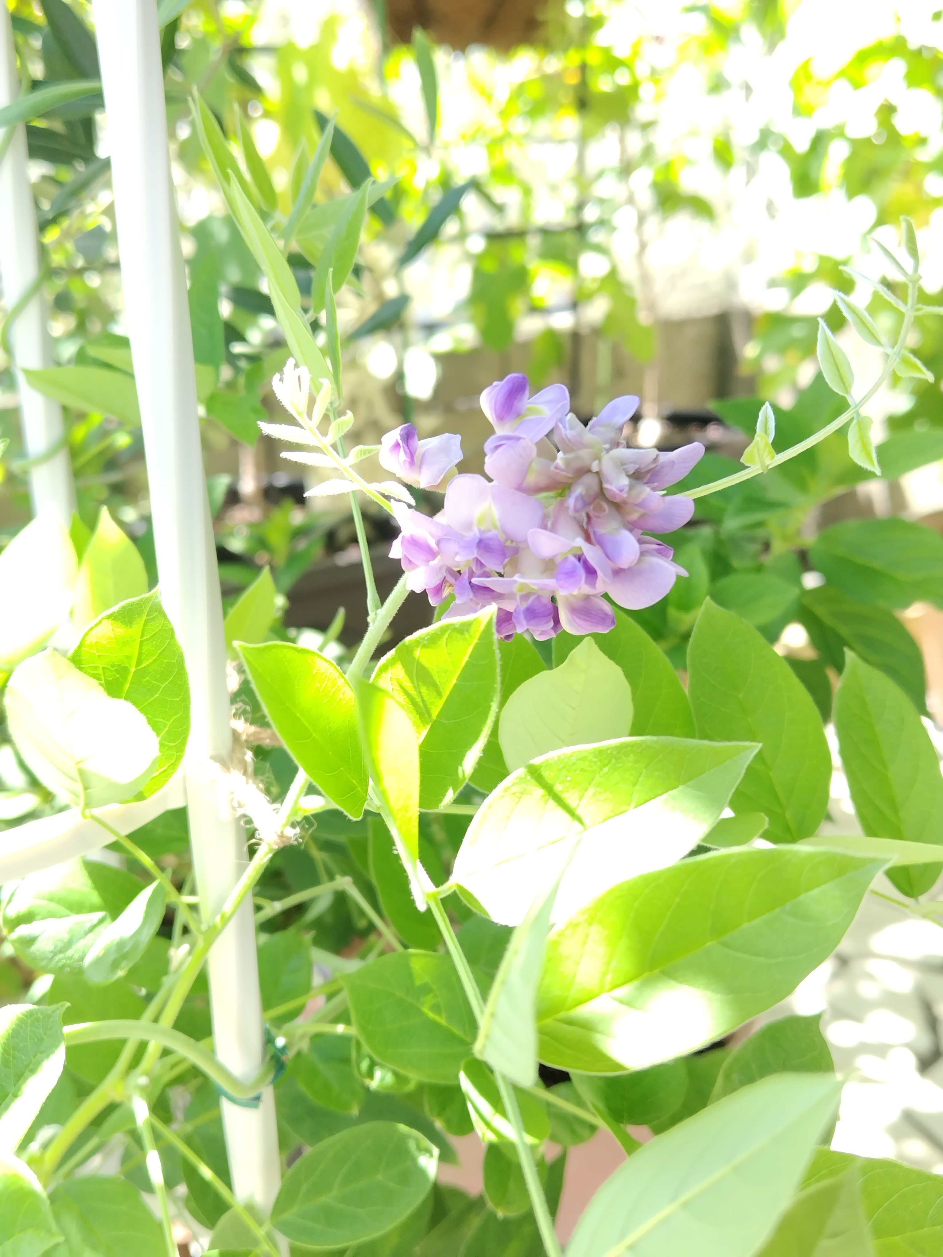 アメリカフジ「アメジストフォール」 | CAINZ DIY Square