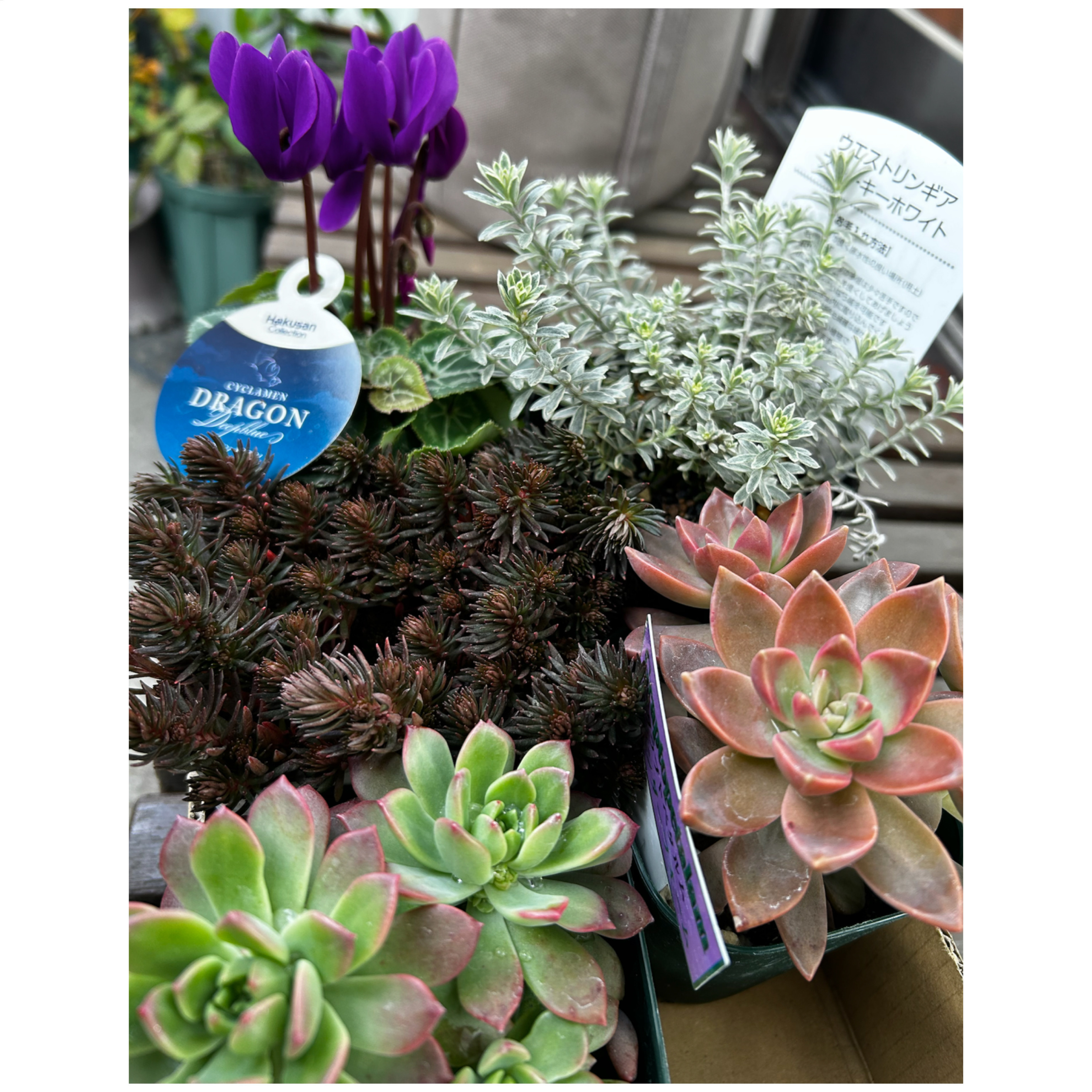 多肉寄せ植え✿ハートカズラ ハートカズラ💚を買いに行って来ました♪ | CAINZ DIY Square