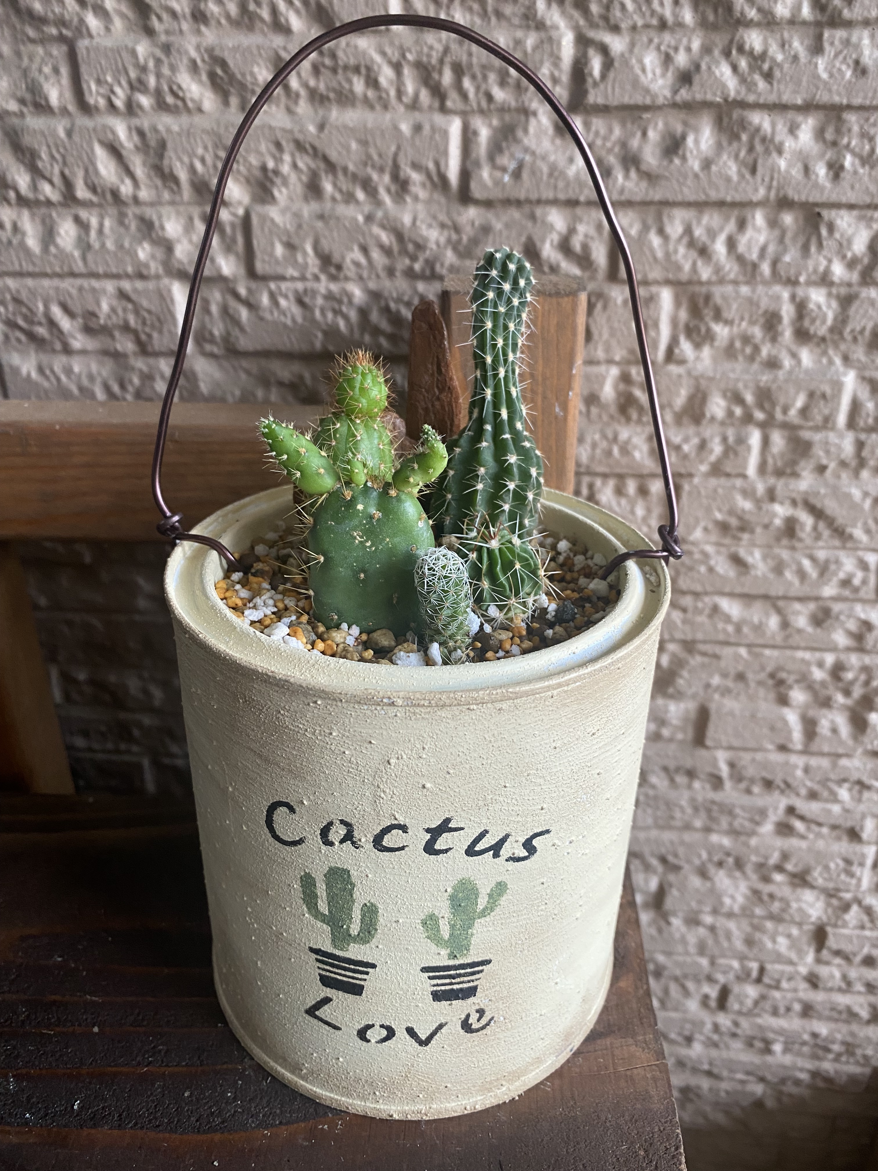 サボテン🌵寄せ植え | CAINZ DIY Square