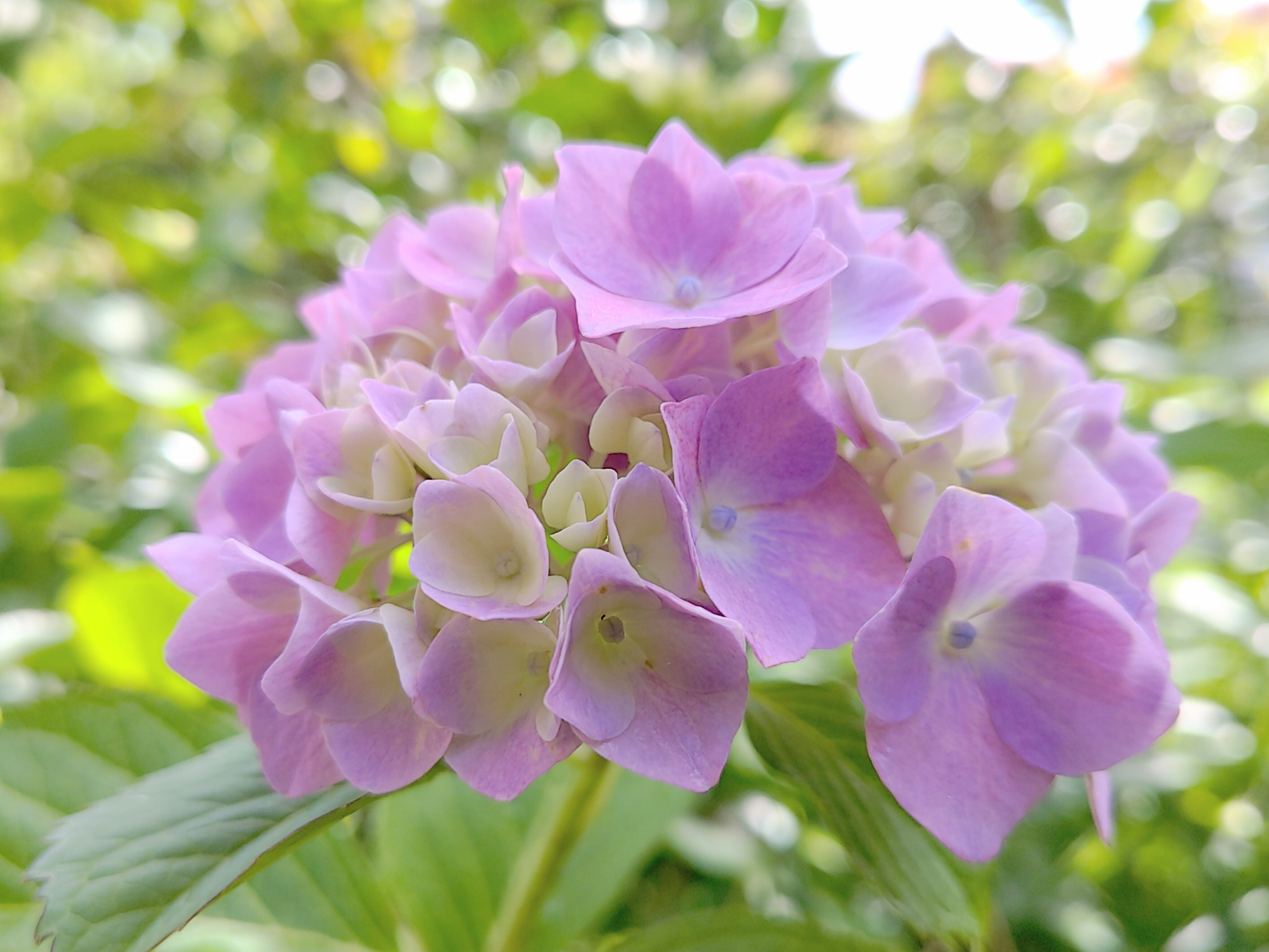 紫陽花にも、 | TORQUE STYLE