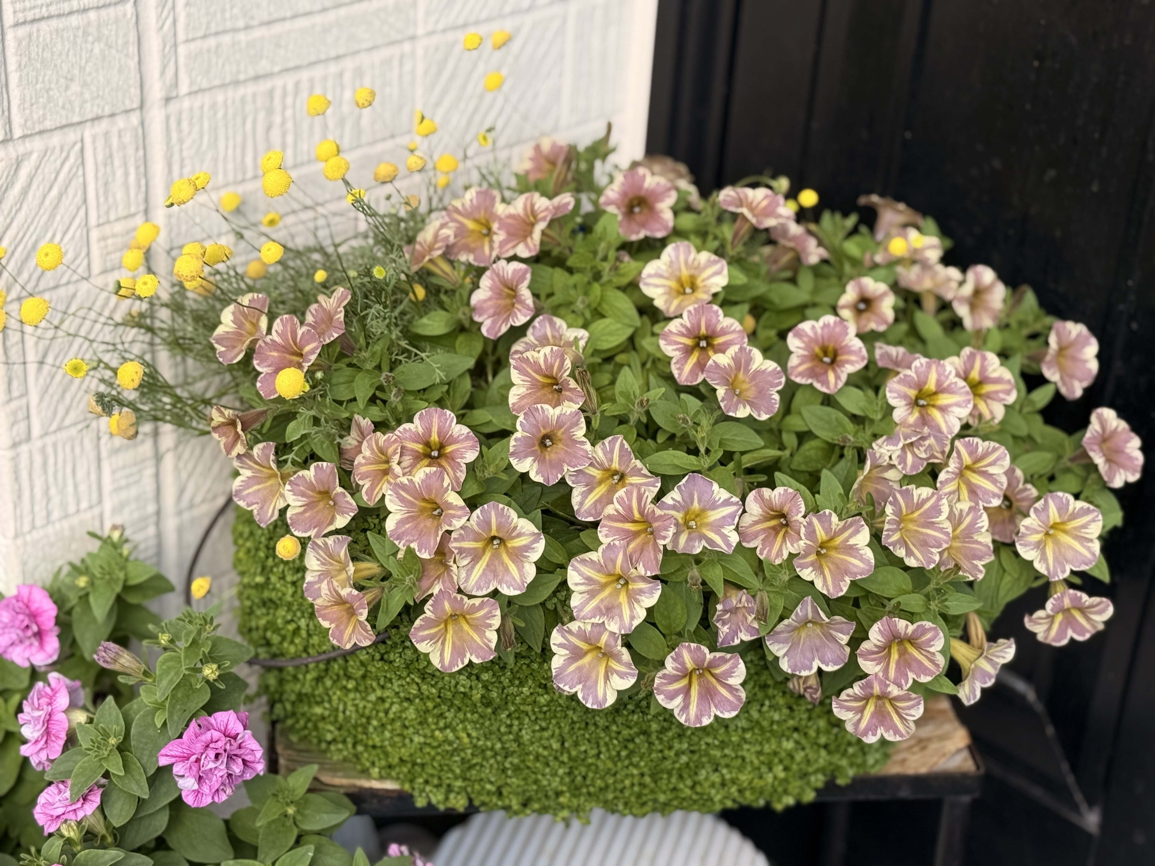 とらネコの寄せ植え | SUNSUNガーデン