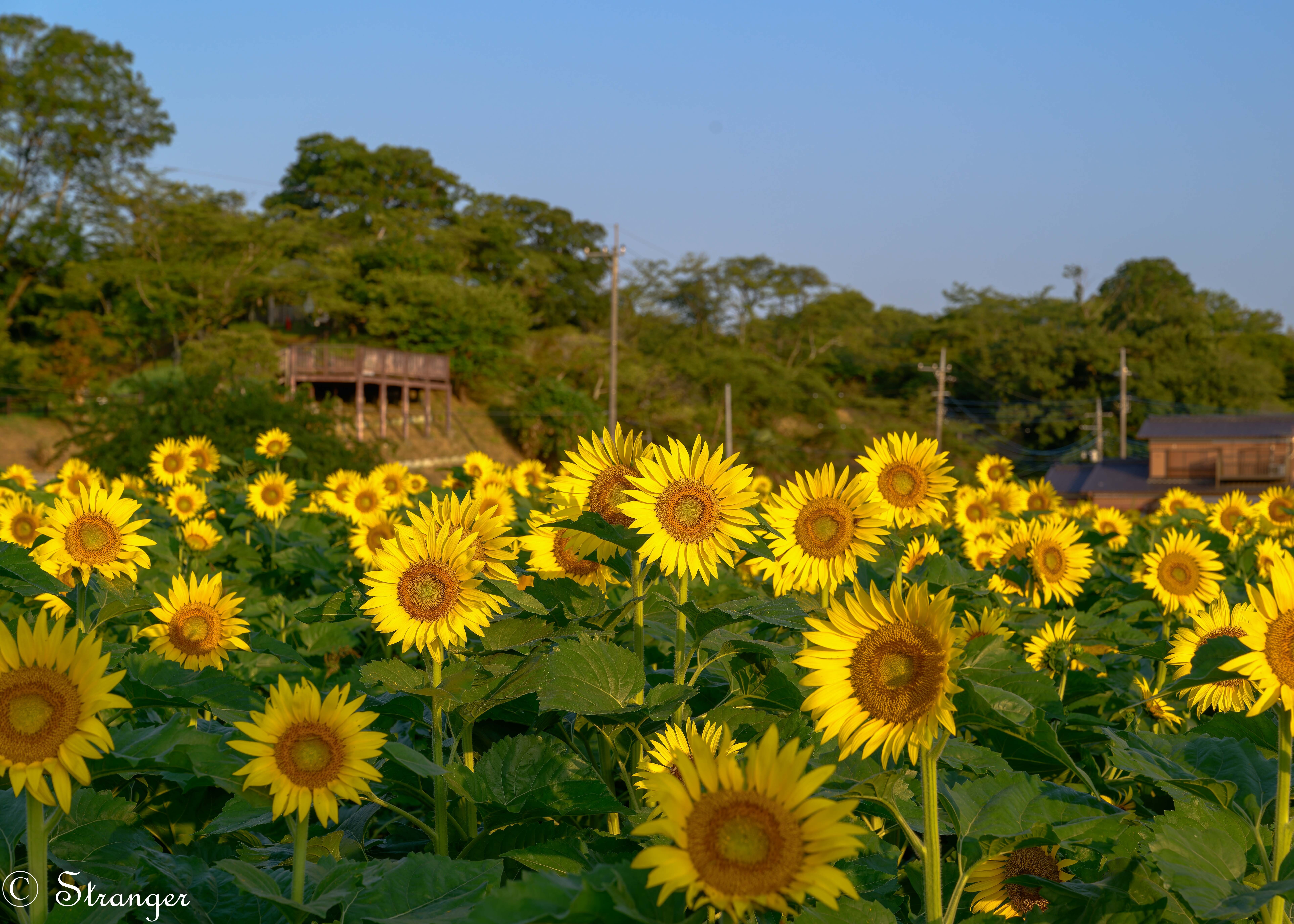 ▽▲ひまわりページ▽▲ ひまわり | PHOTO HUB by nikkor club