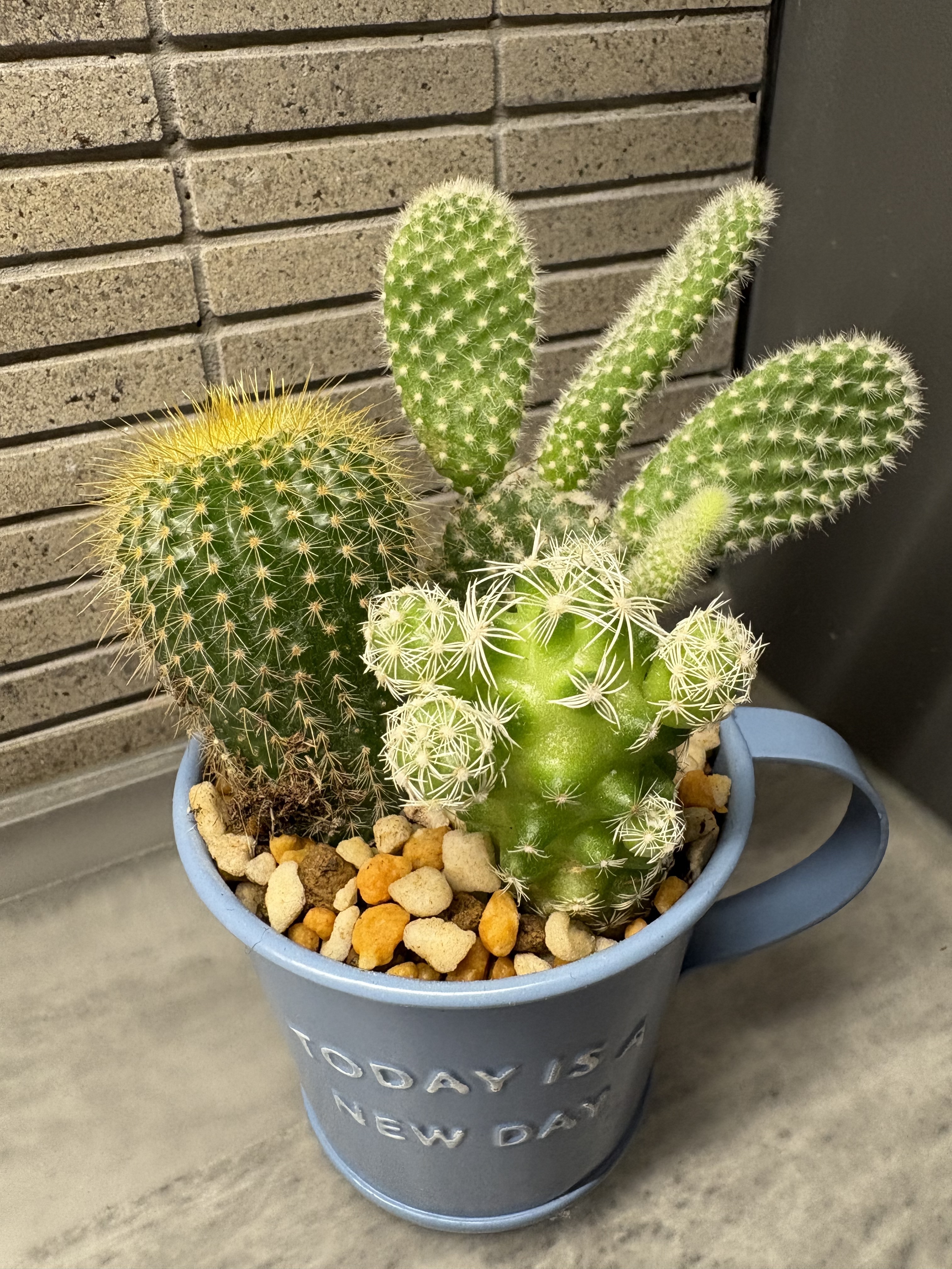 サボテンページ 2 ②サボテン（キンエボシ）「植物」のアルバム-みんなの趣味の園芸2533672