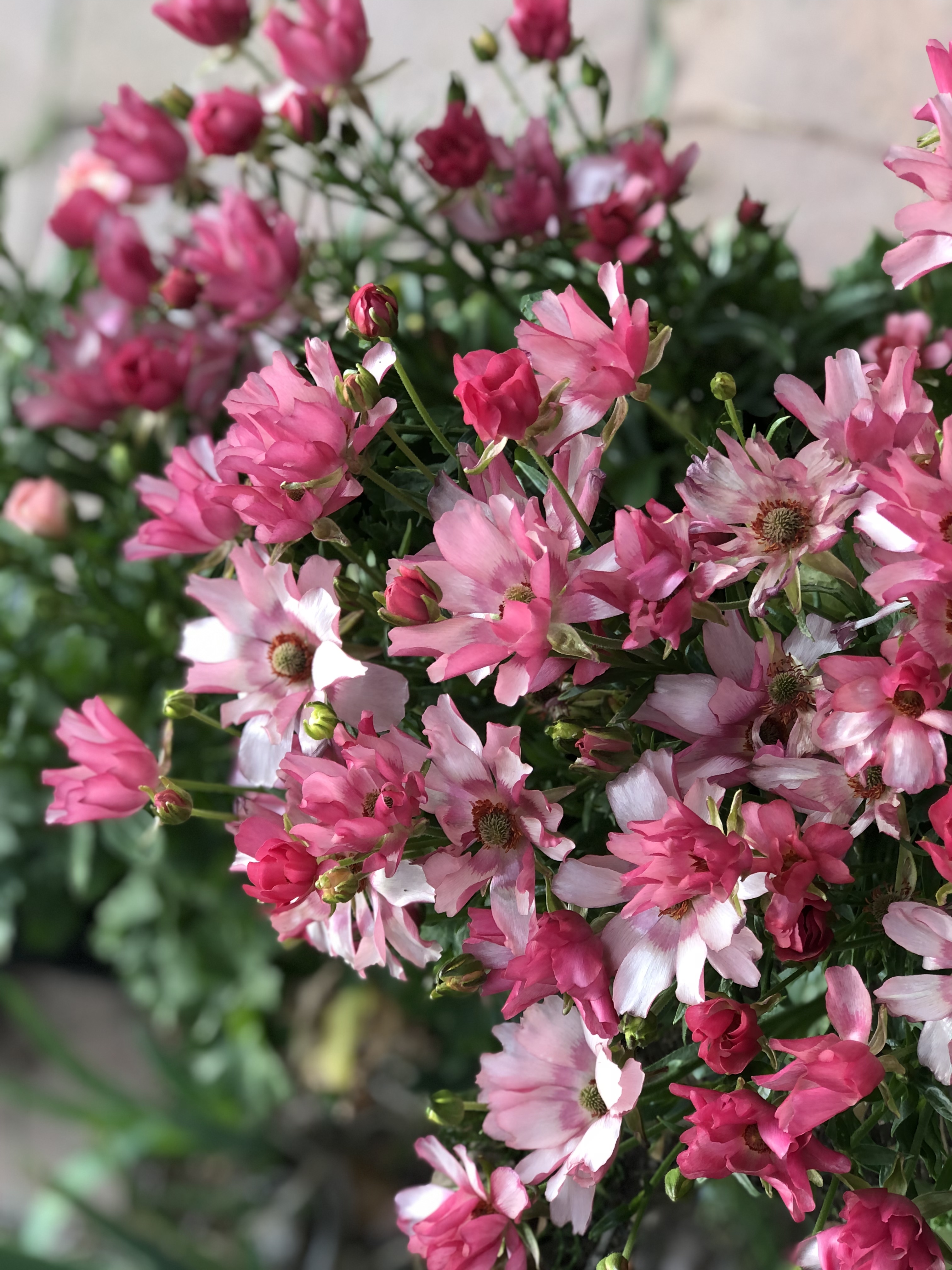 ラナンキュラスラックス♪ | CAINZ DIY Square