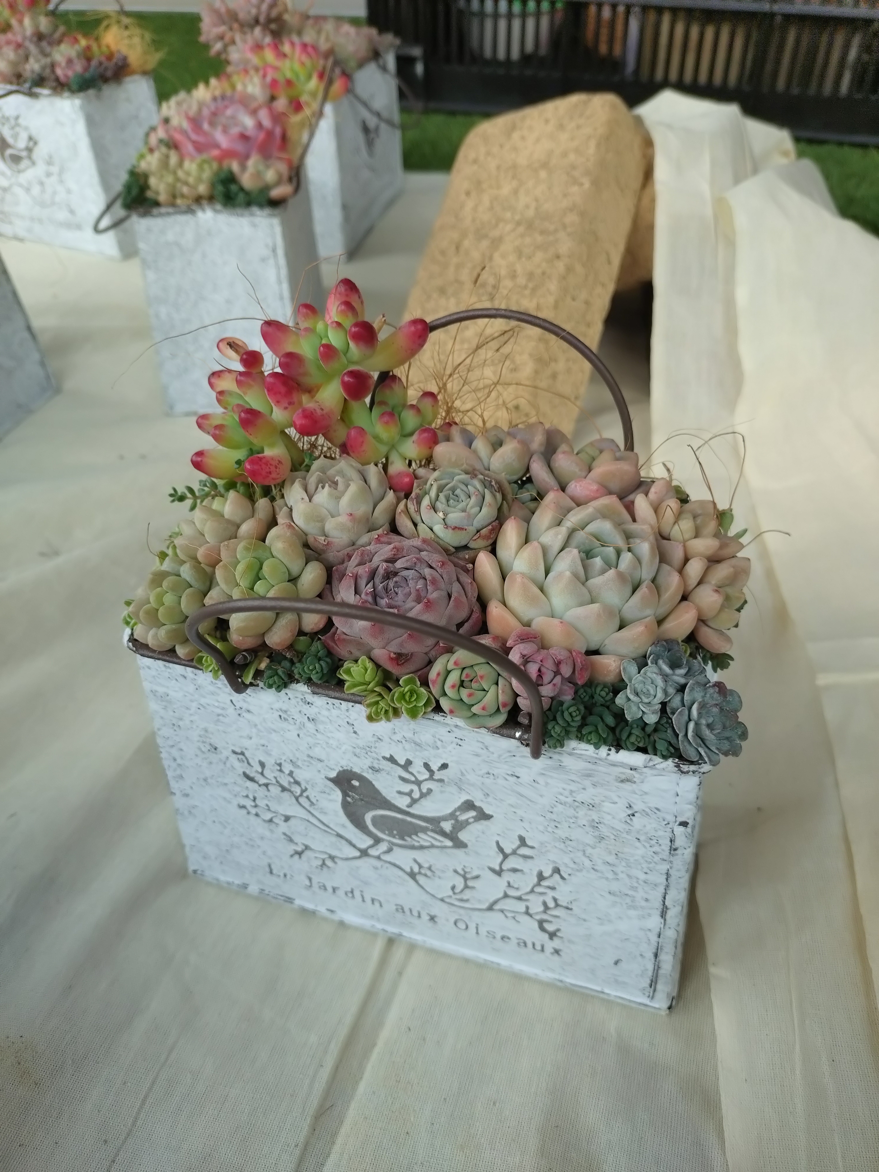 2026年💗初寄せ植え体験💗 | CAINZ DIY Square