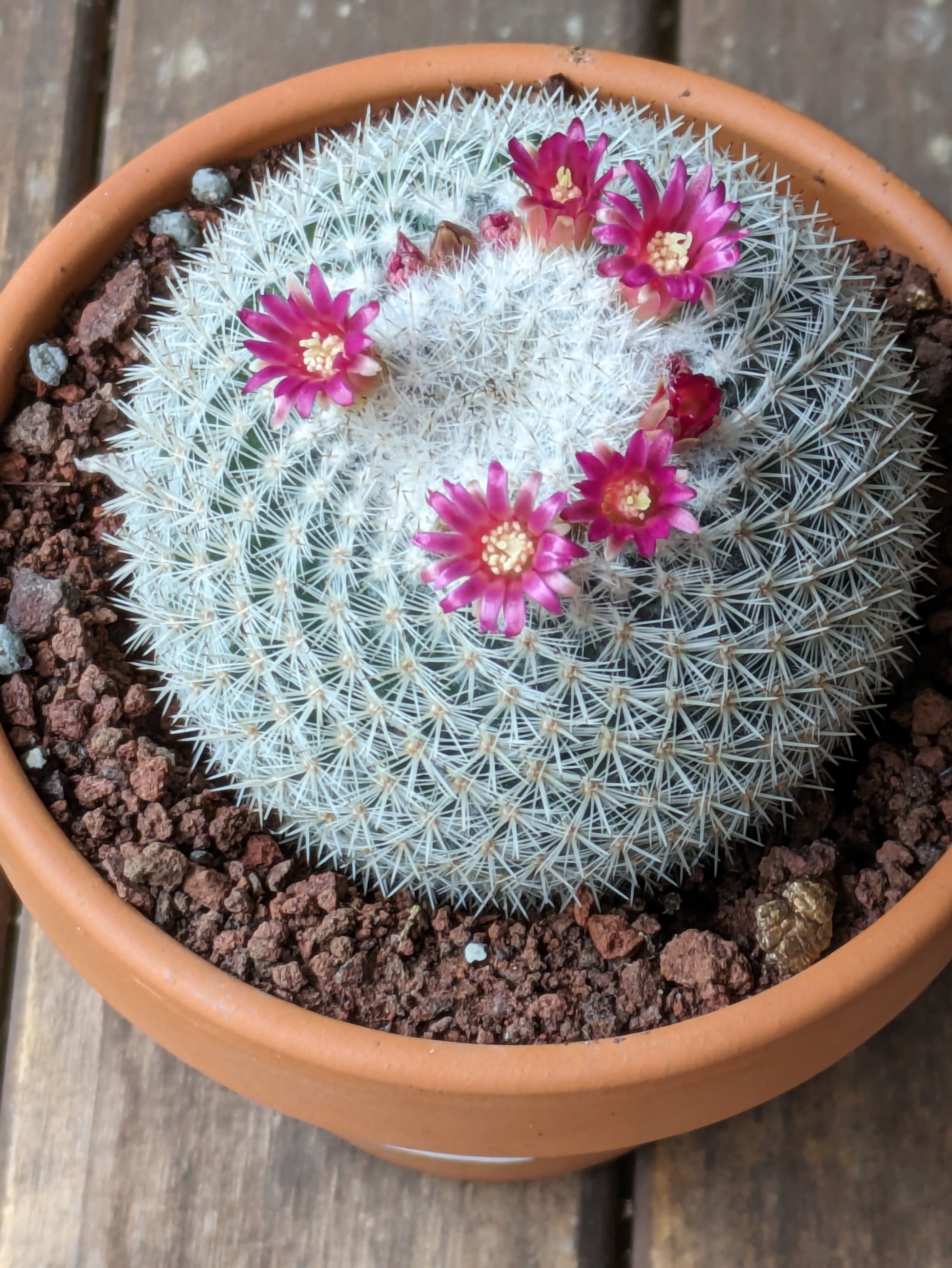 サボテン「希望丸」開花しました✨ | CAINZ DIY Square