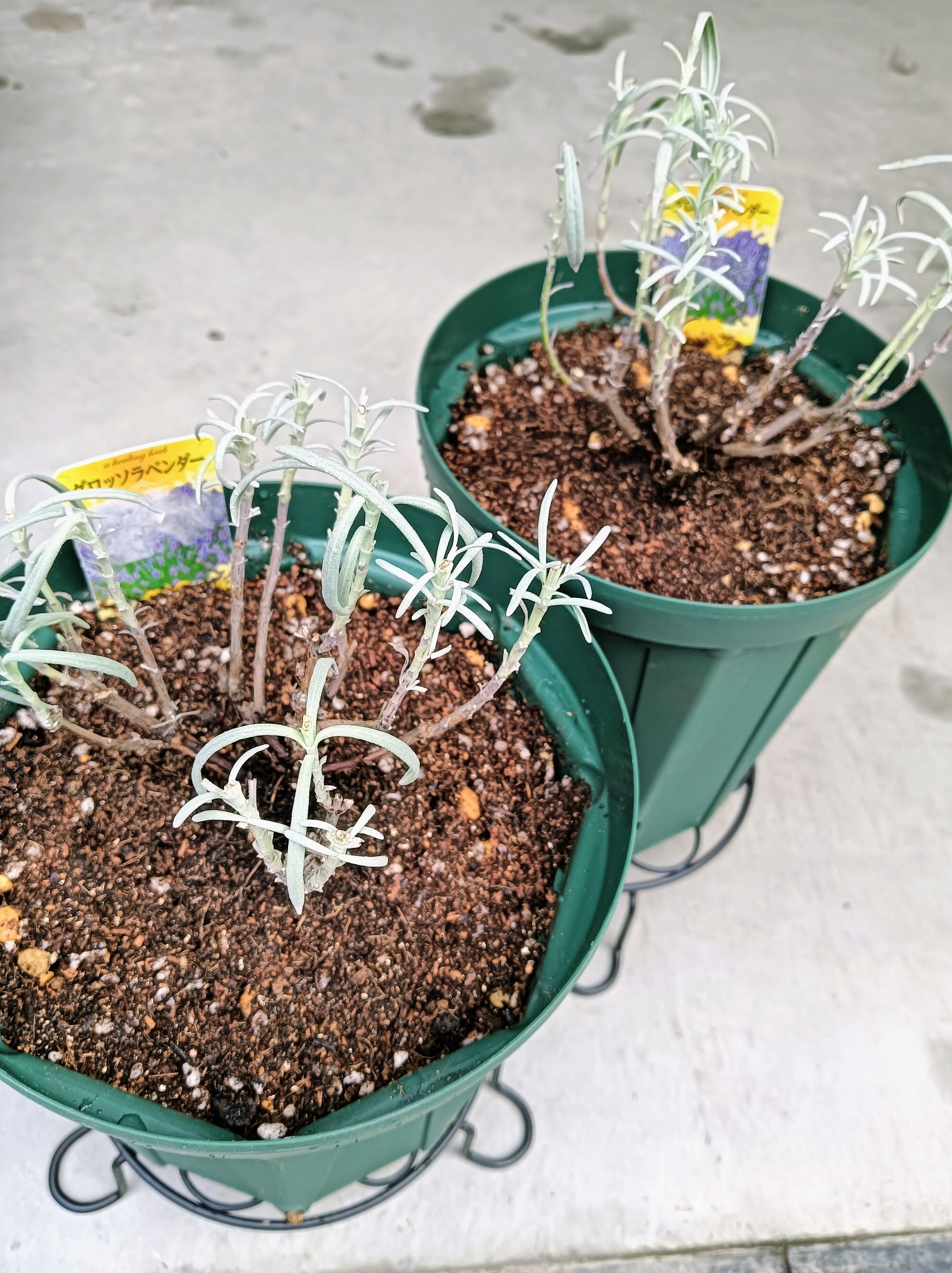 グロッソラベンダーの植え替えをしました。 | CAINZ DIY Square