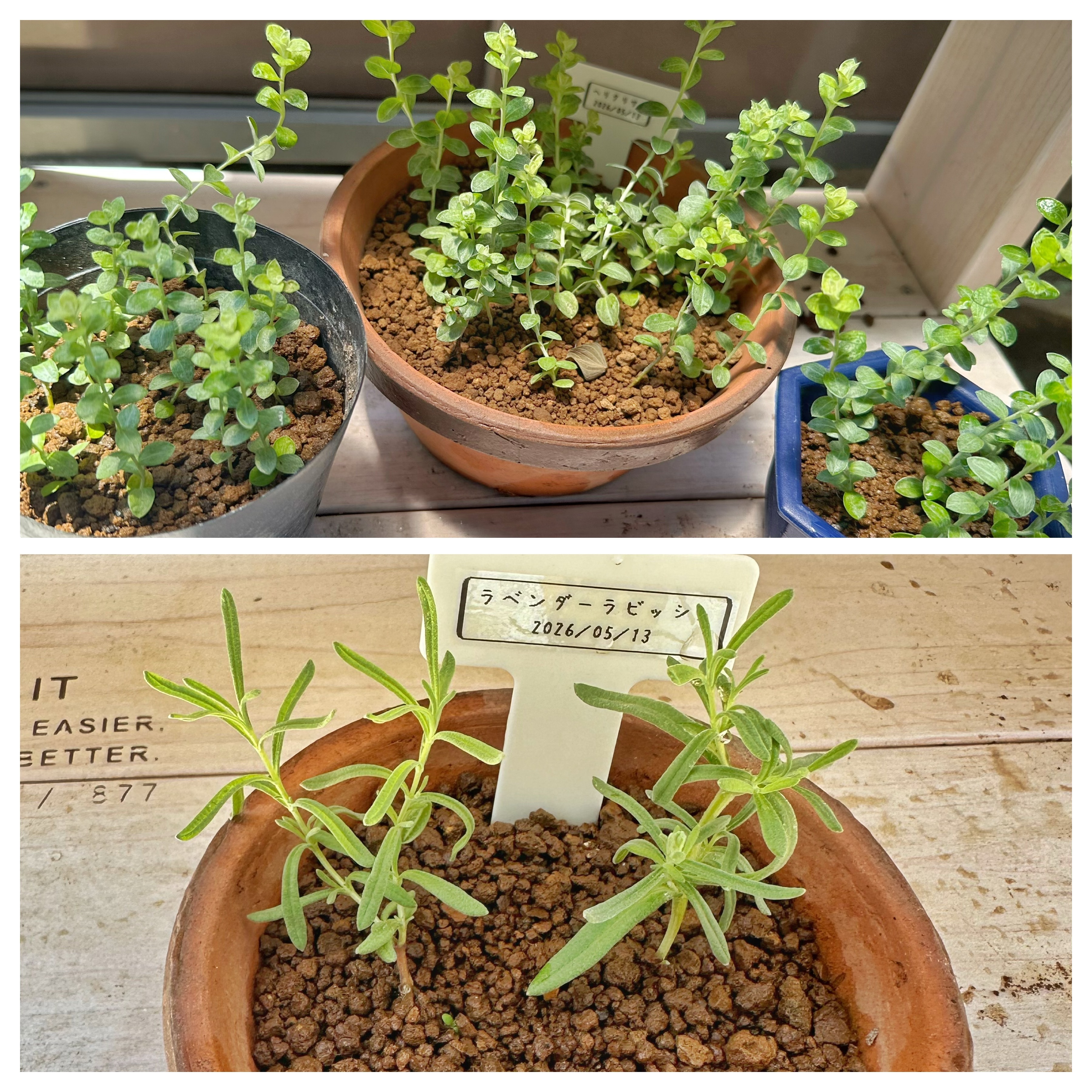 ヘリクリサムとラベンダーの挿し木🌱その後 | CAINZ DIY Square