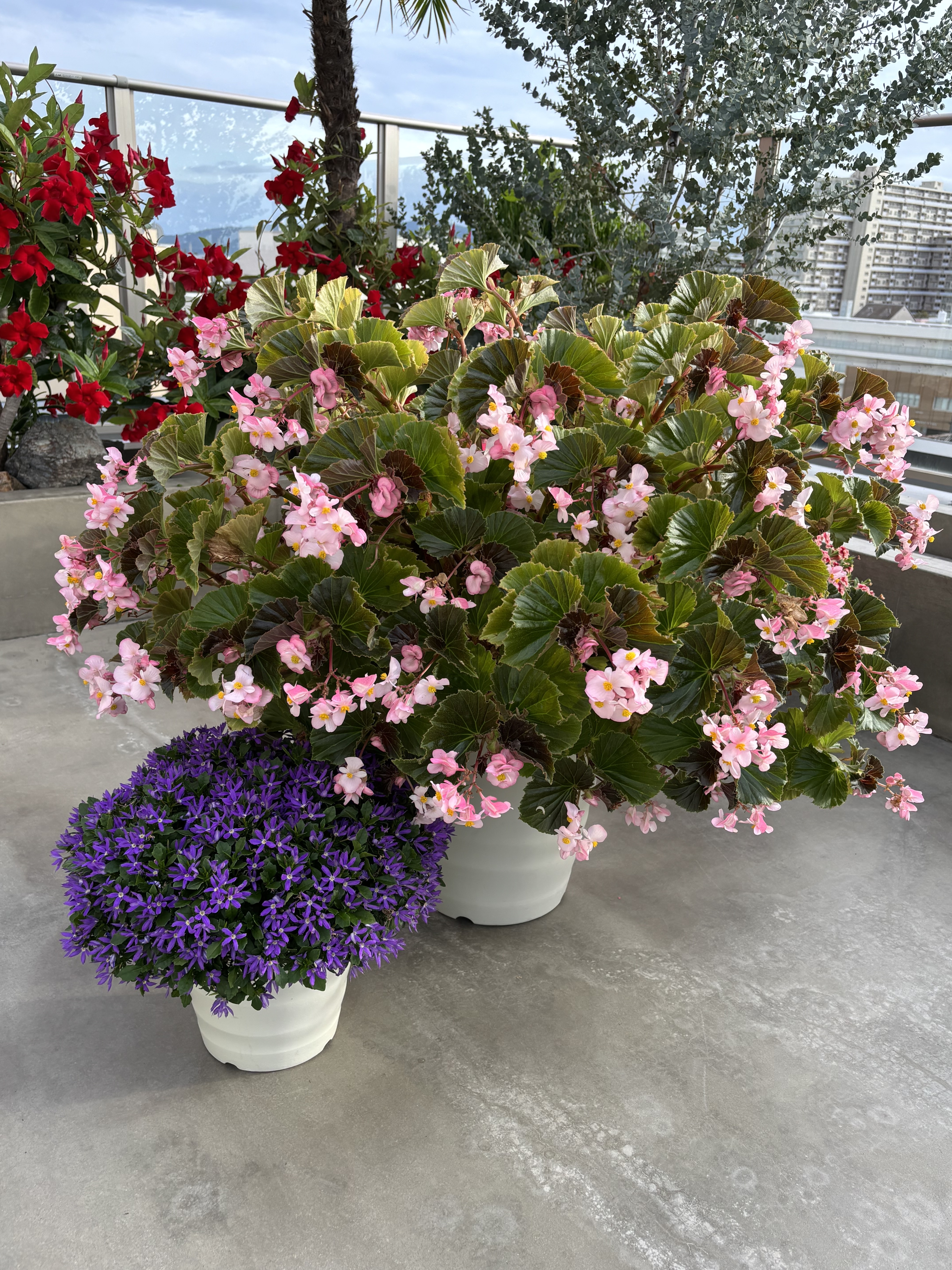 札付き　春うらら×メキシコローズ　ぱんちゃん札　トロピカルガーデン 🌸120センチになりました🌸 | SUNSUNガーデン