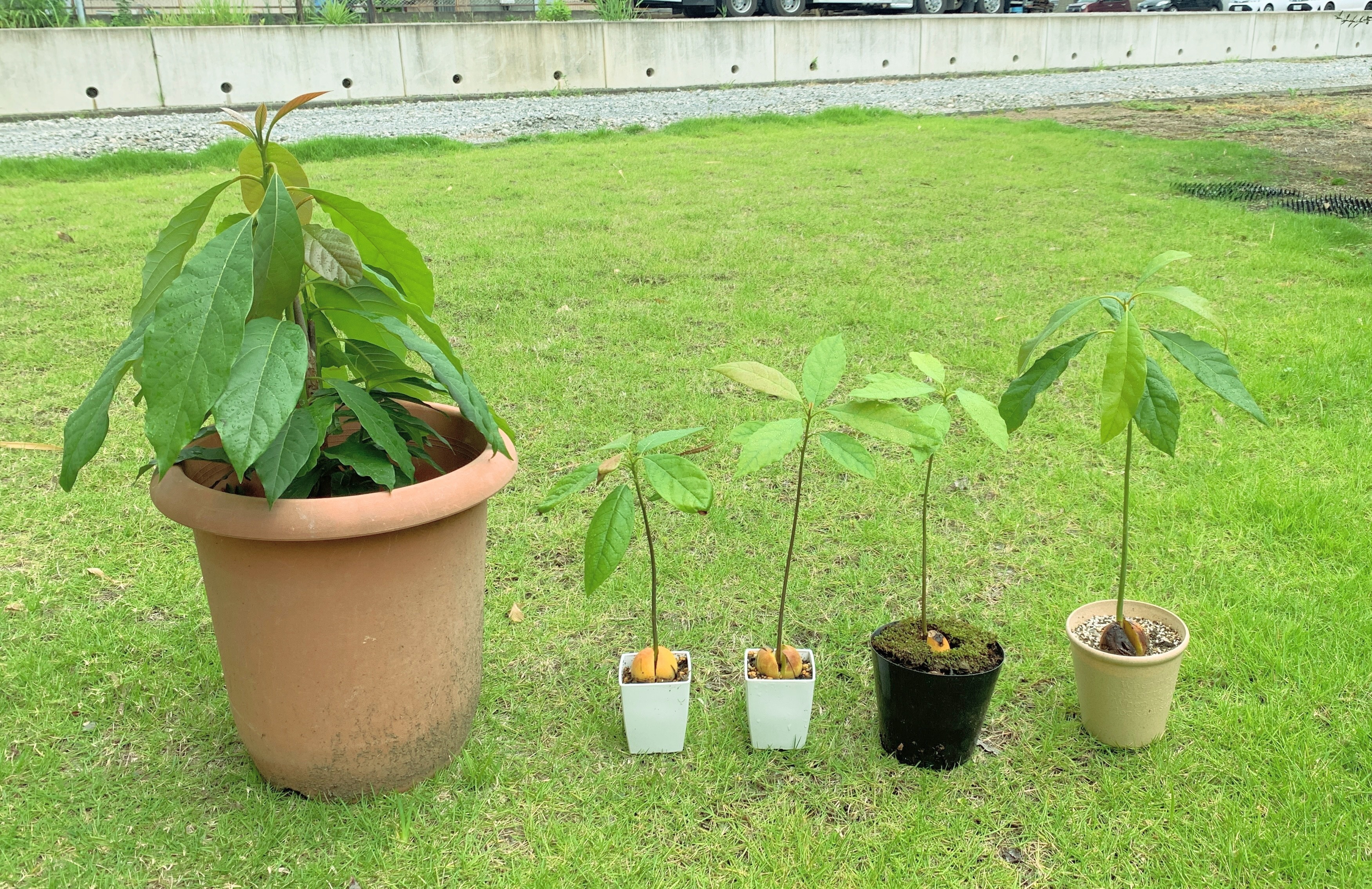 取りに来てくれる方限定 アボカド苗 京都に来てから4年 6本まとめて