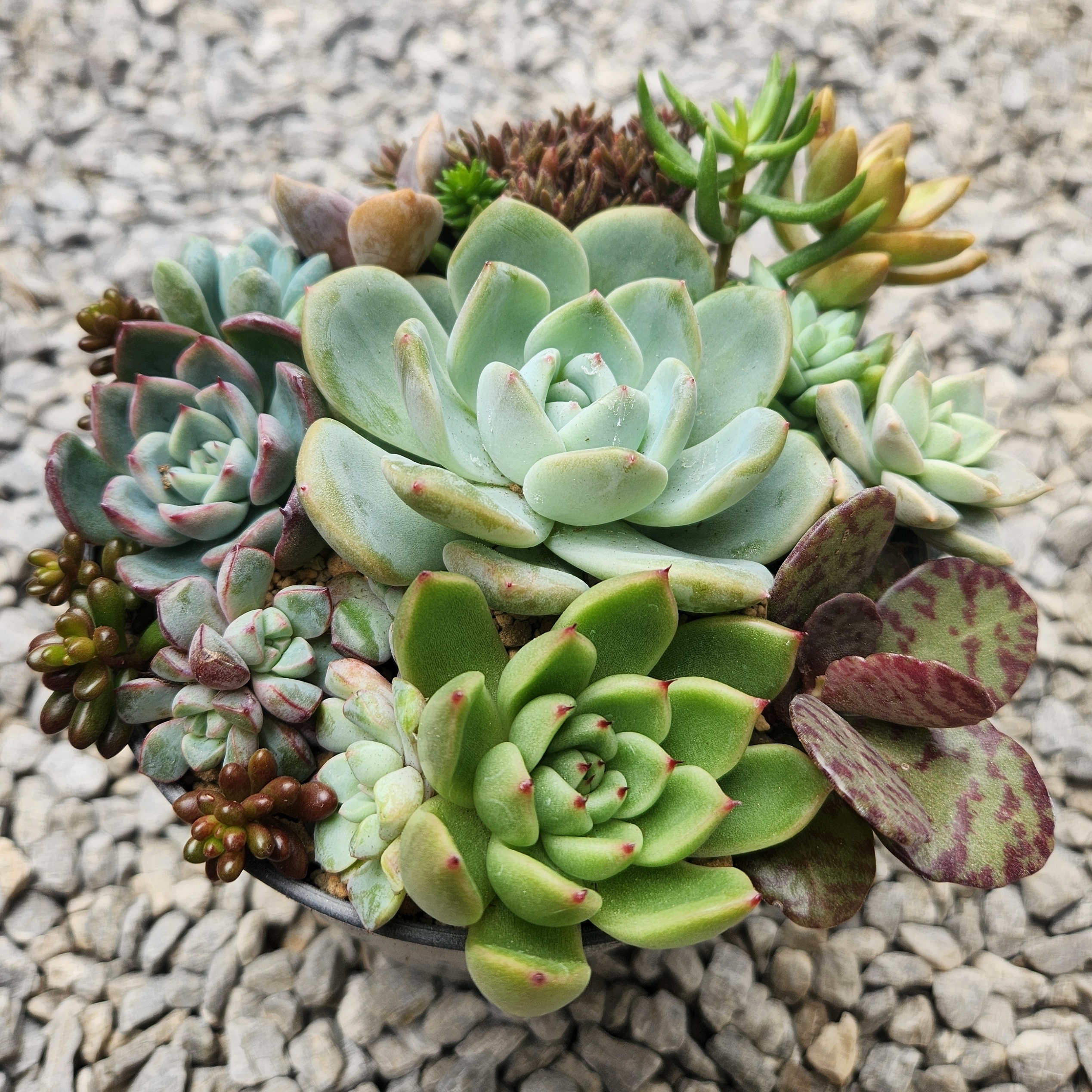 多肉の寄せ植え | CAINZ DIY Square