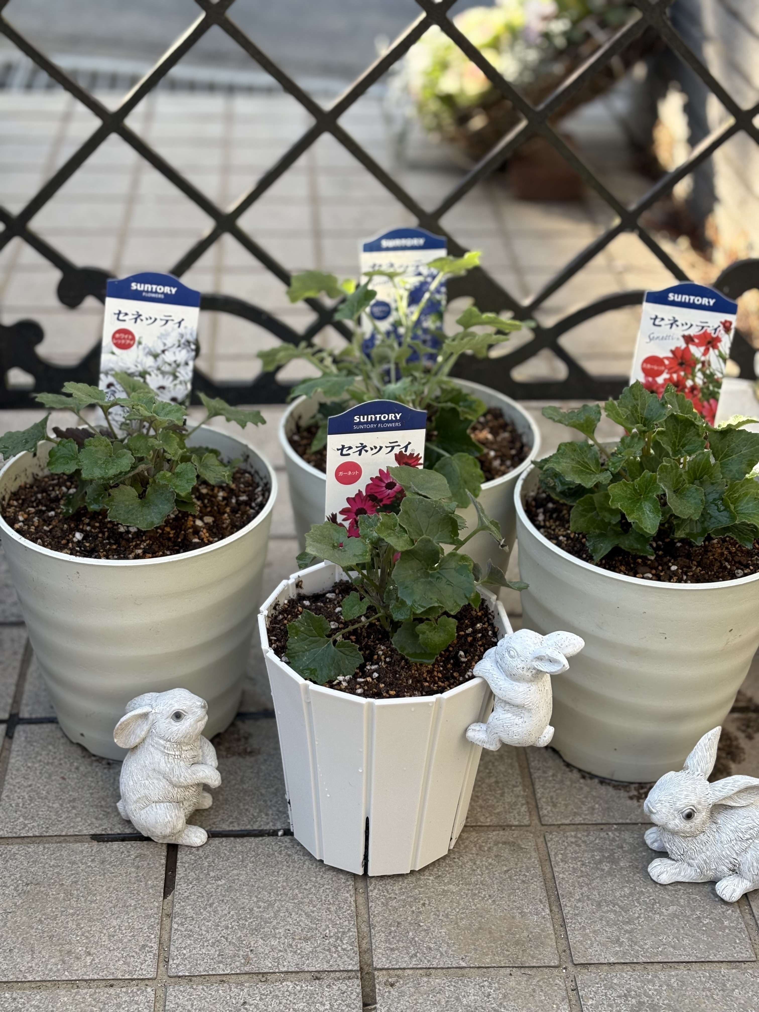 春苗セネッティ植え付けました | SUNSUNガーデン