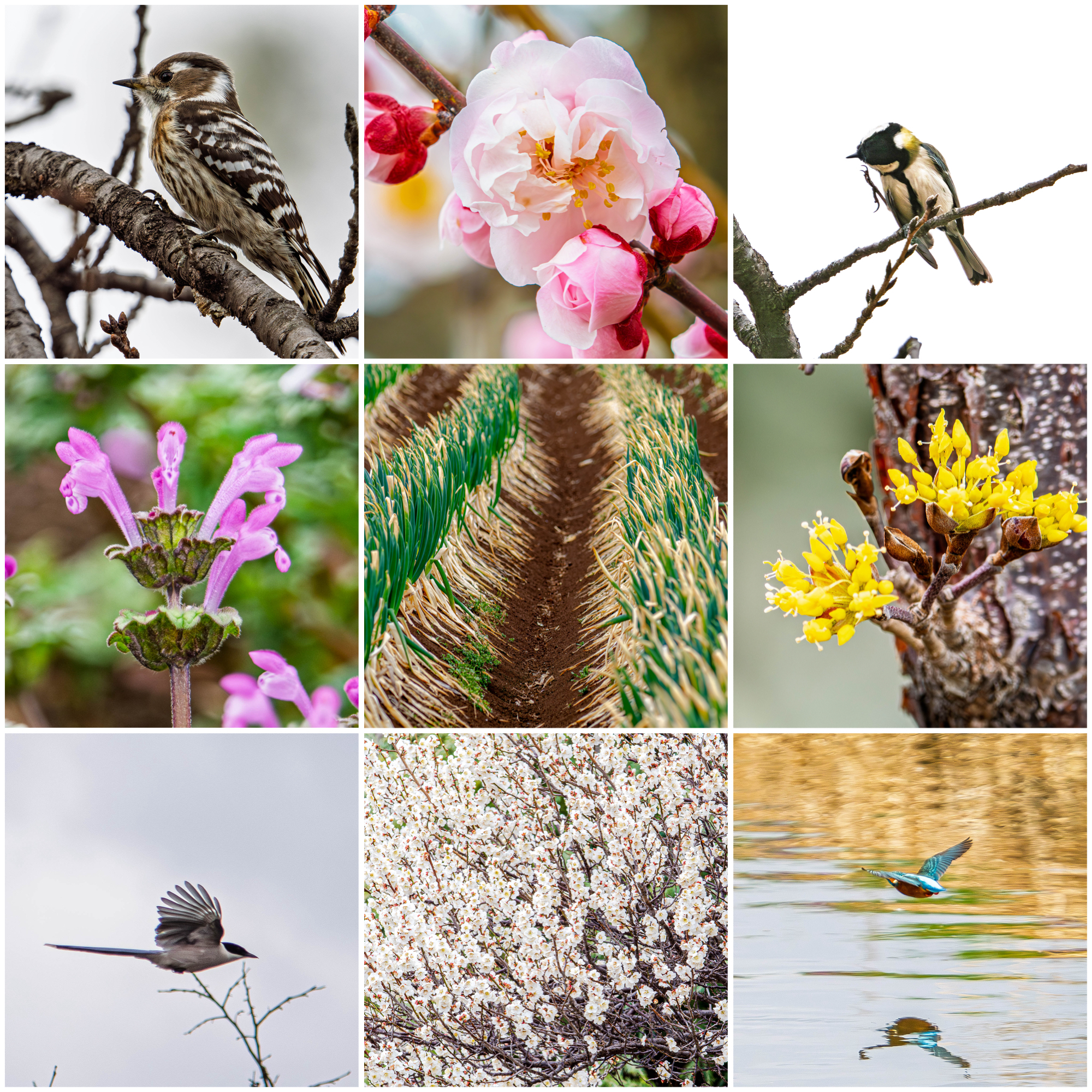 今日は野鳥よりも植物系？ | スバ学＜SUBARU公式ファンコミュニティ