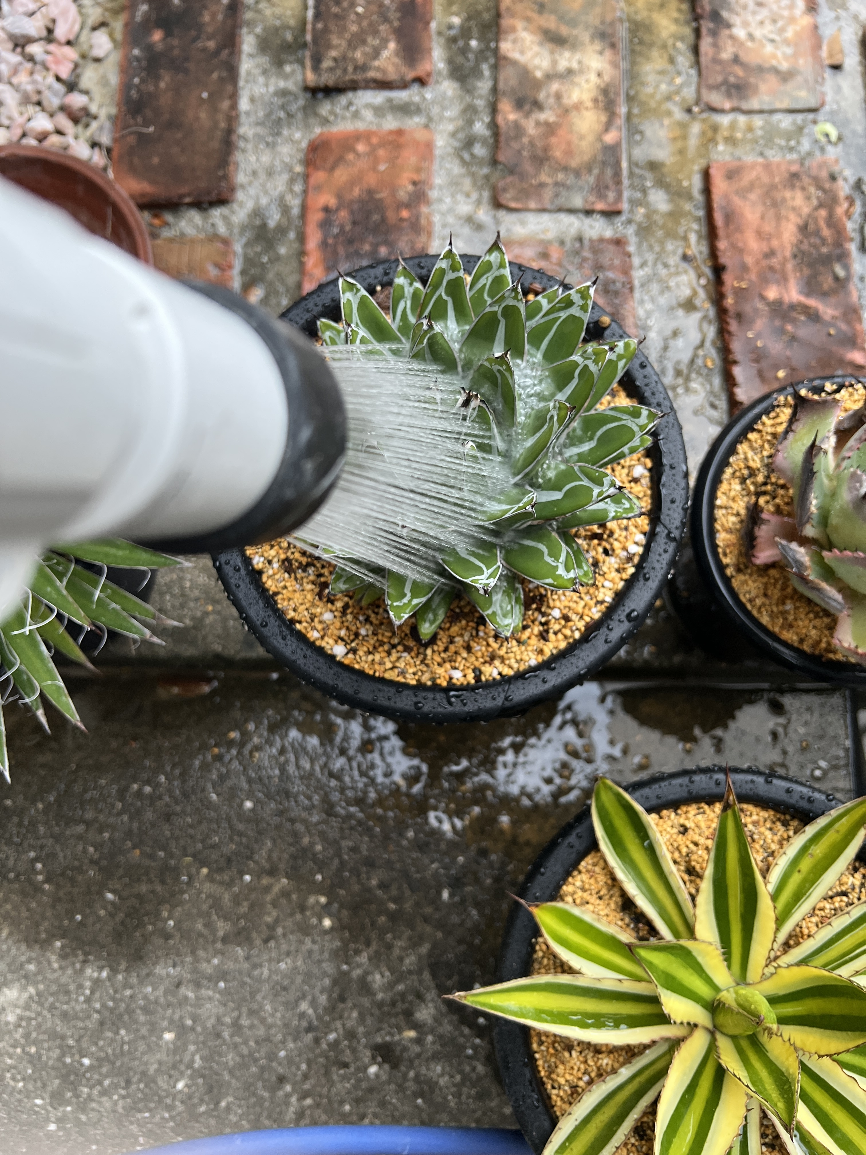 アガベの植え替え | CAINZ DIY Square