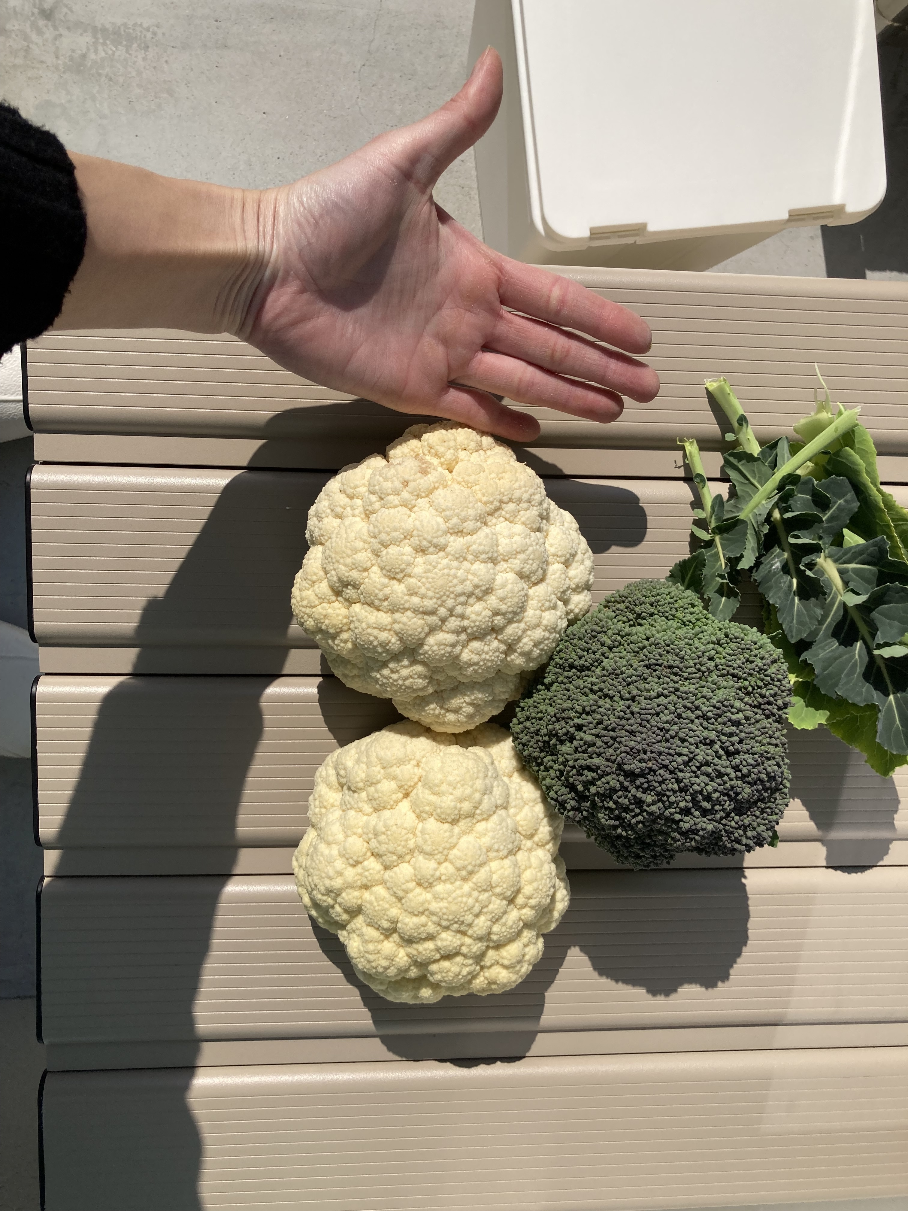 【中古】 作型を生かすブロッコリー・カリフラワーのつくり方 ブロッコリーカリフラワー大成功♪ | CAINZ DIY Square