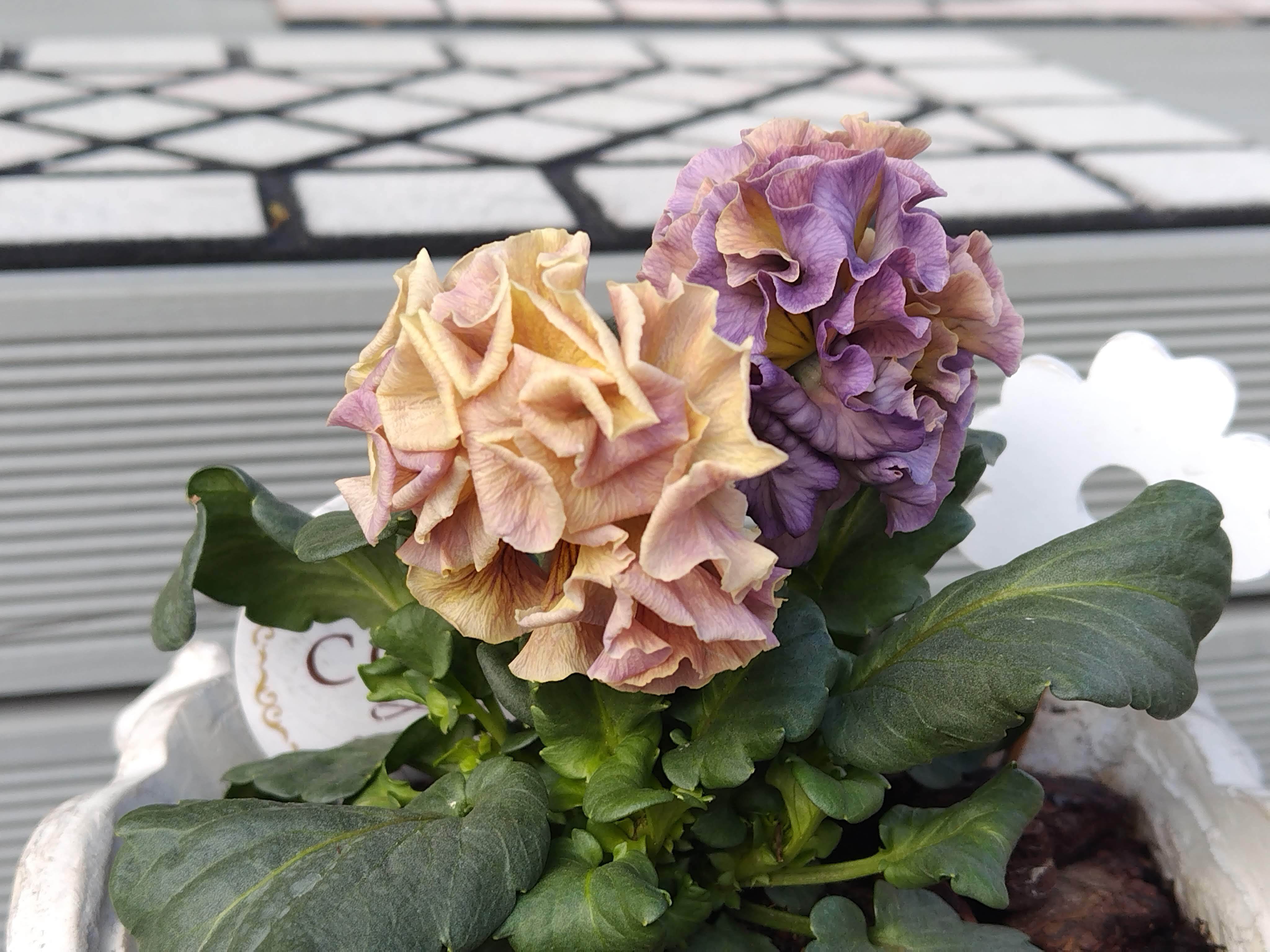 アウトレット 寄せ植え花 プリセドールcocoテイアラ パンジー