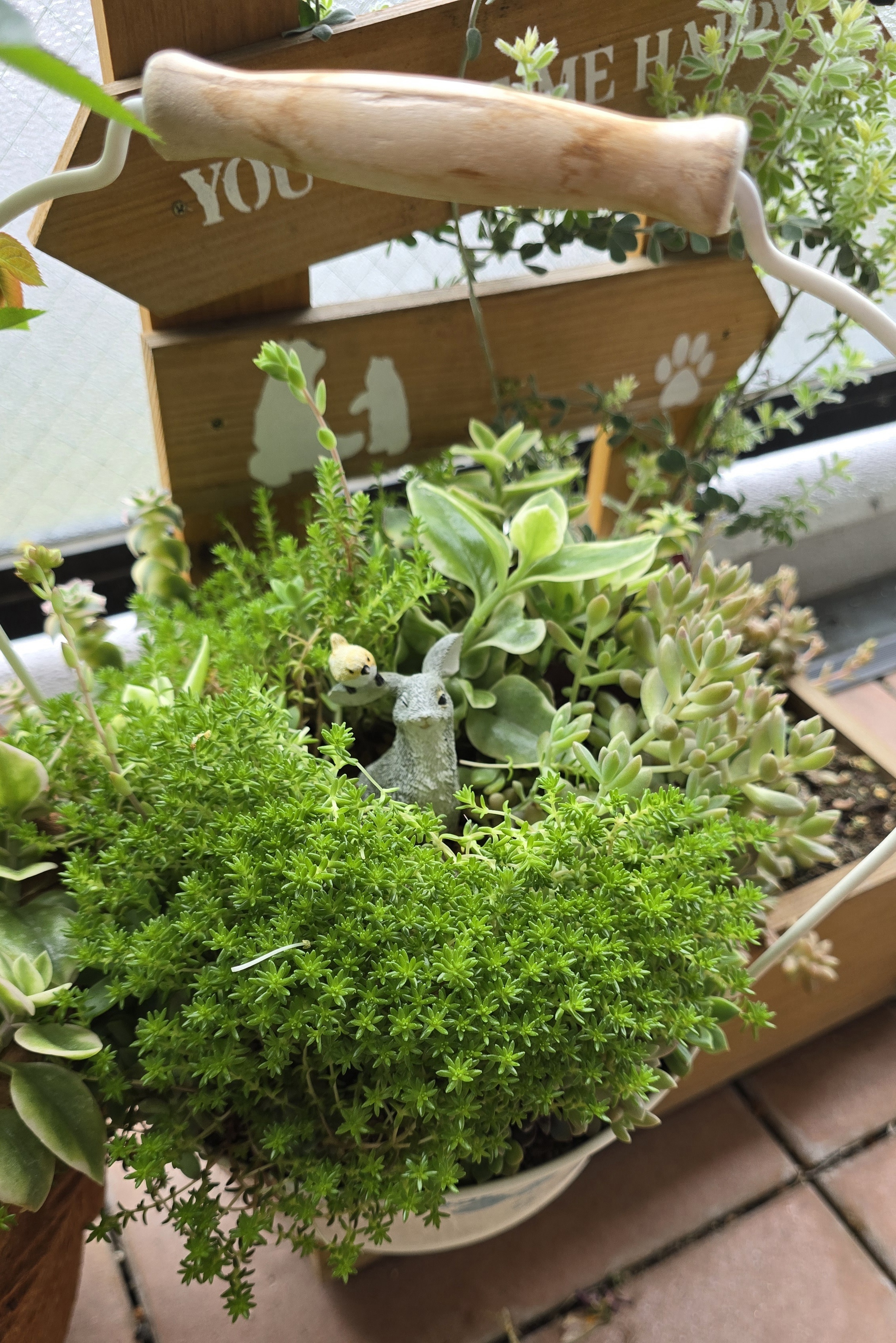 ベランダガーデニング(多肉植物の寄せ植えで作 | CAINZ DIY Square