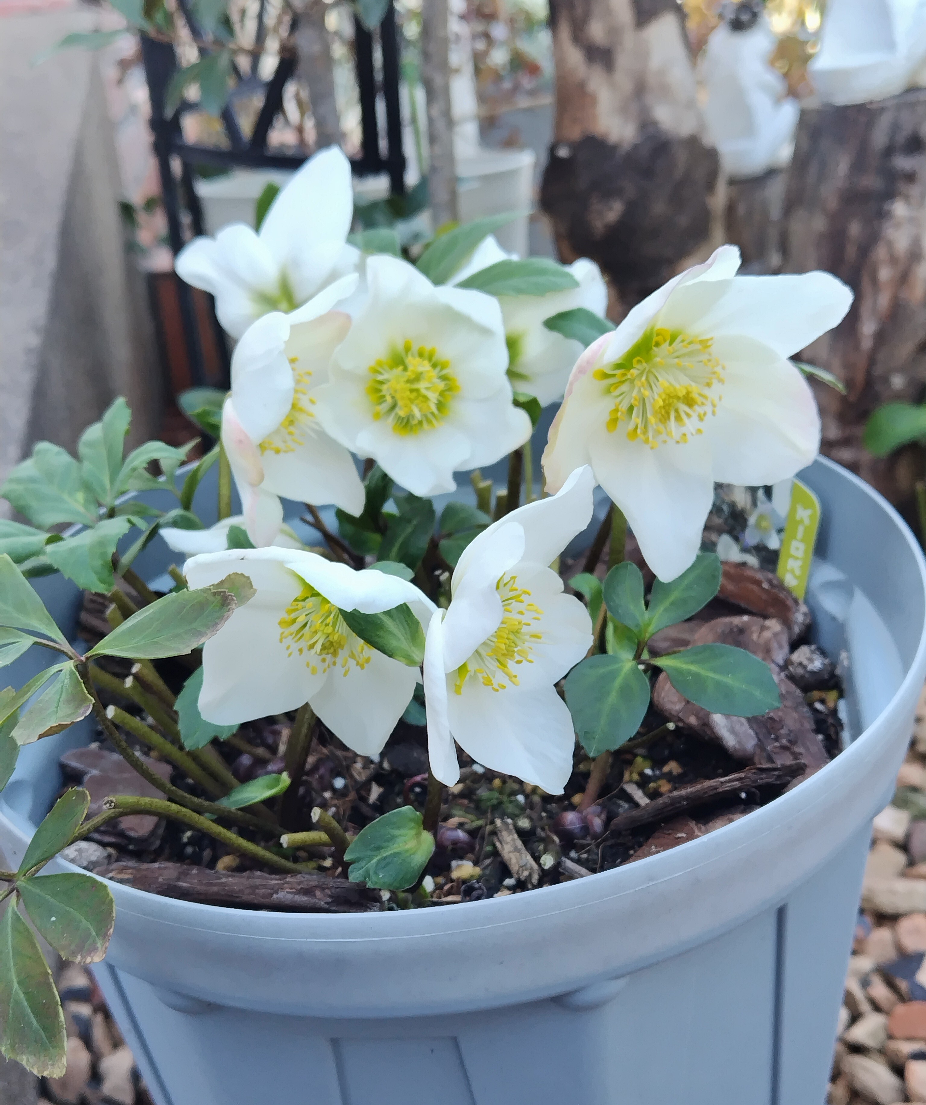 クリスマスローズ「ニゲル」 | CAINZ DIY Square