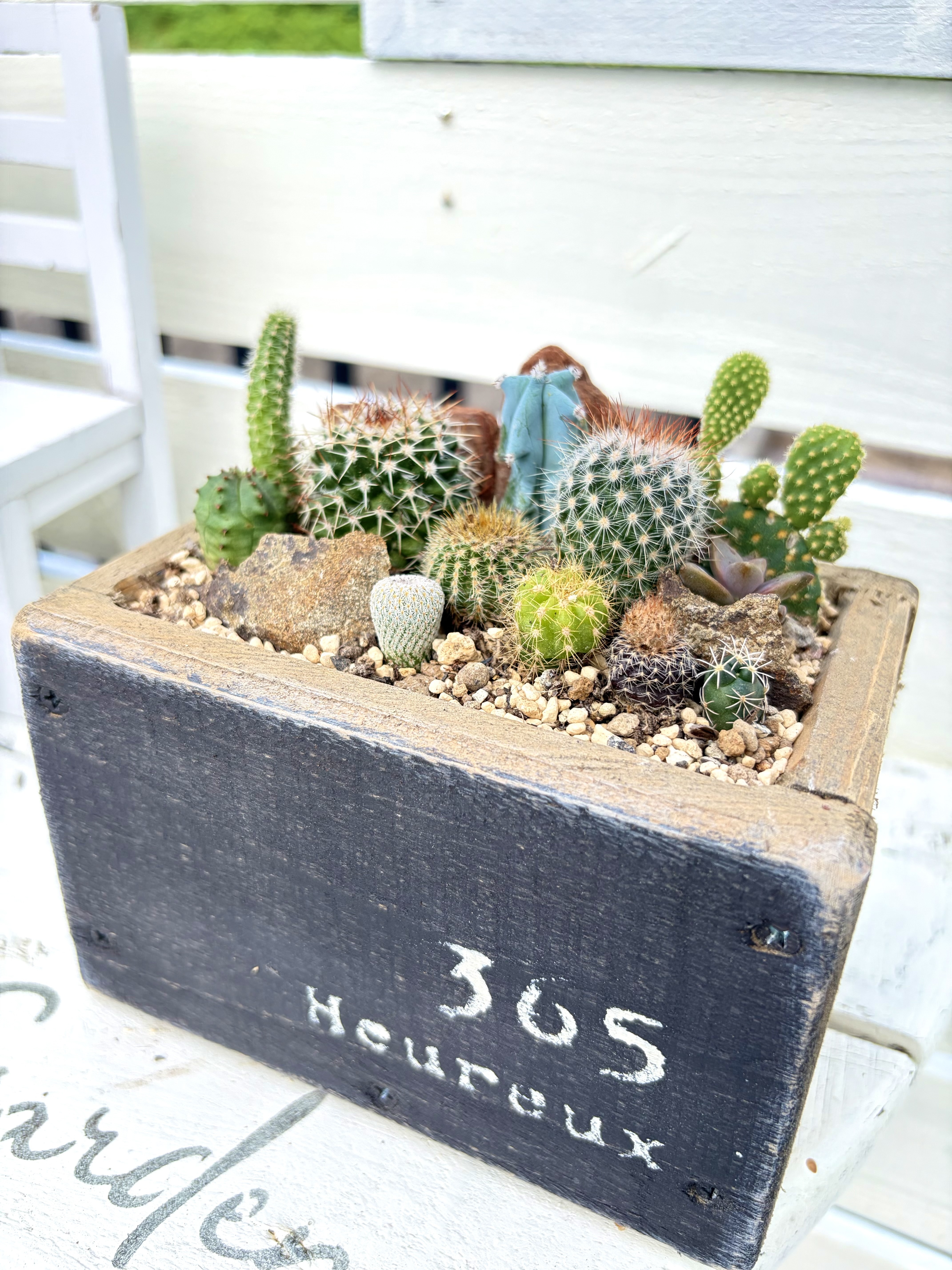 サボテン🌵寄せ植え | CAINZ DIY Square