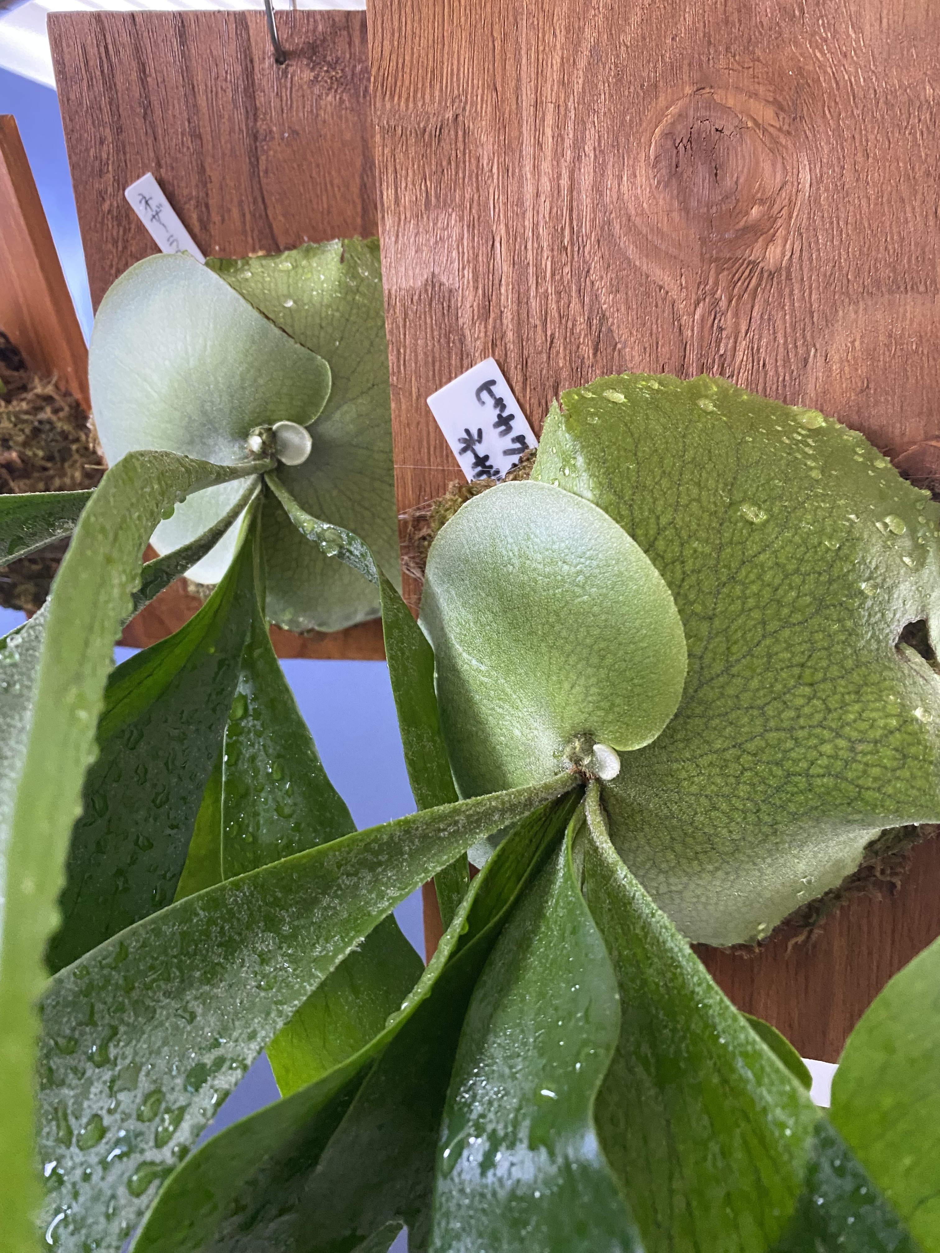 アレンジアワード2023 ビカクシダの貯水葉の成長 | CAINZ DIY Square