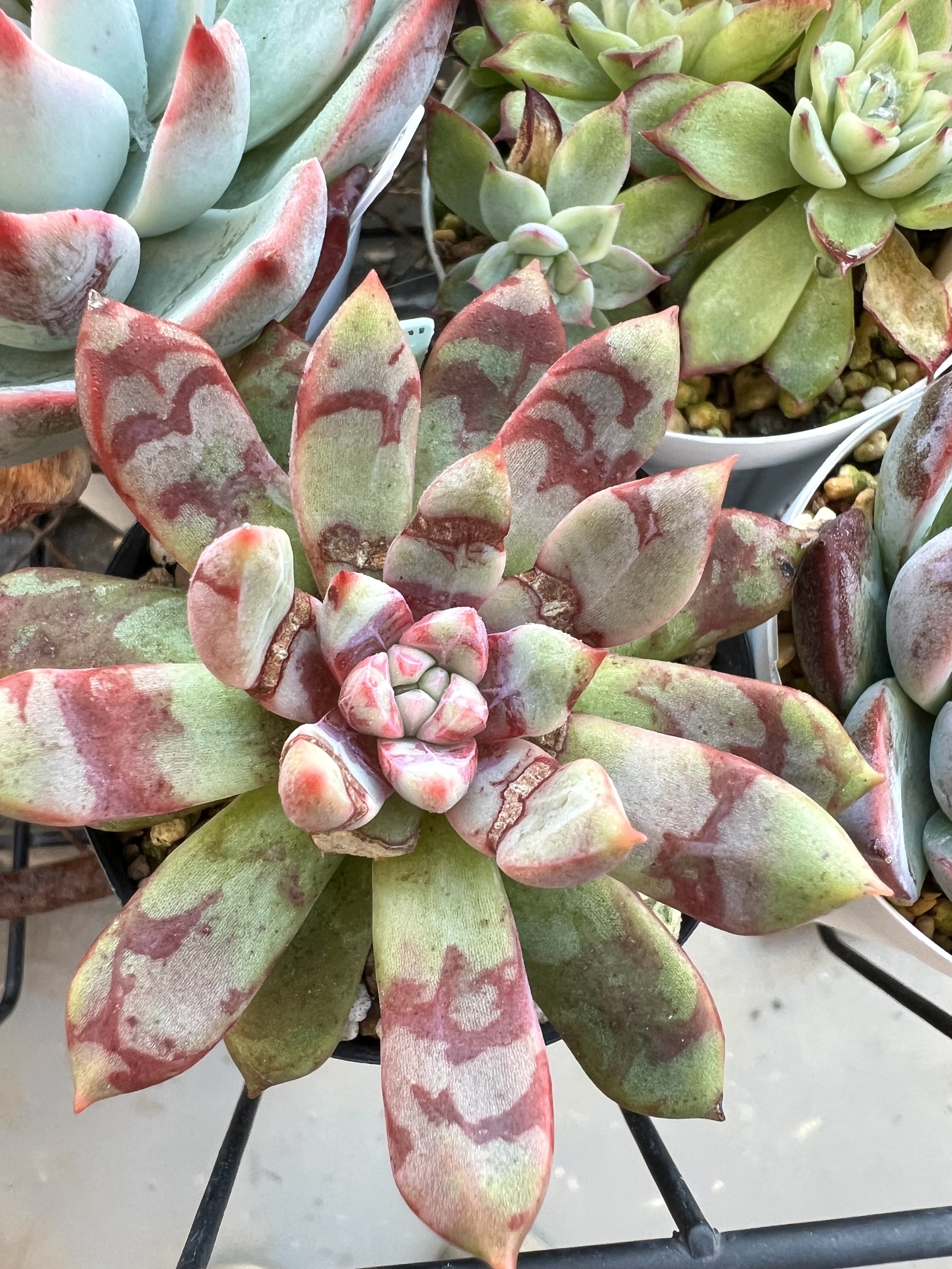 血しぶき多肉 | CAINZ DIY Square